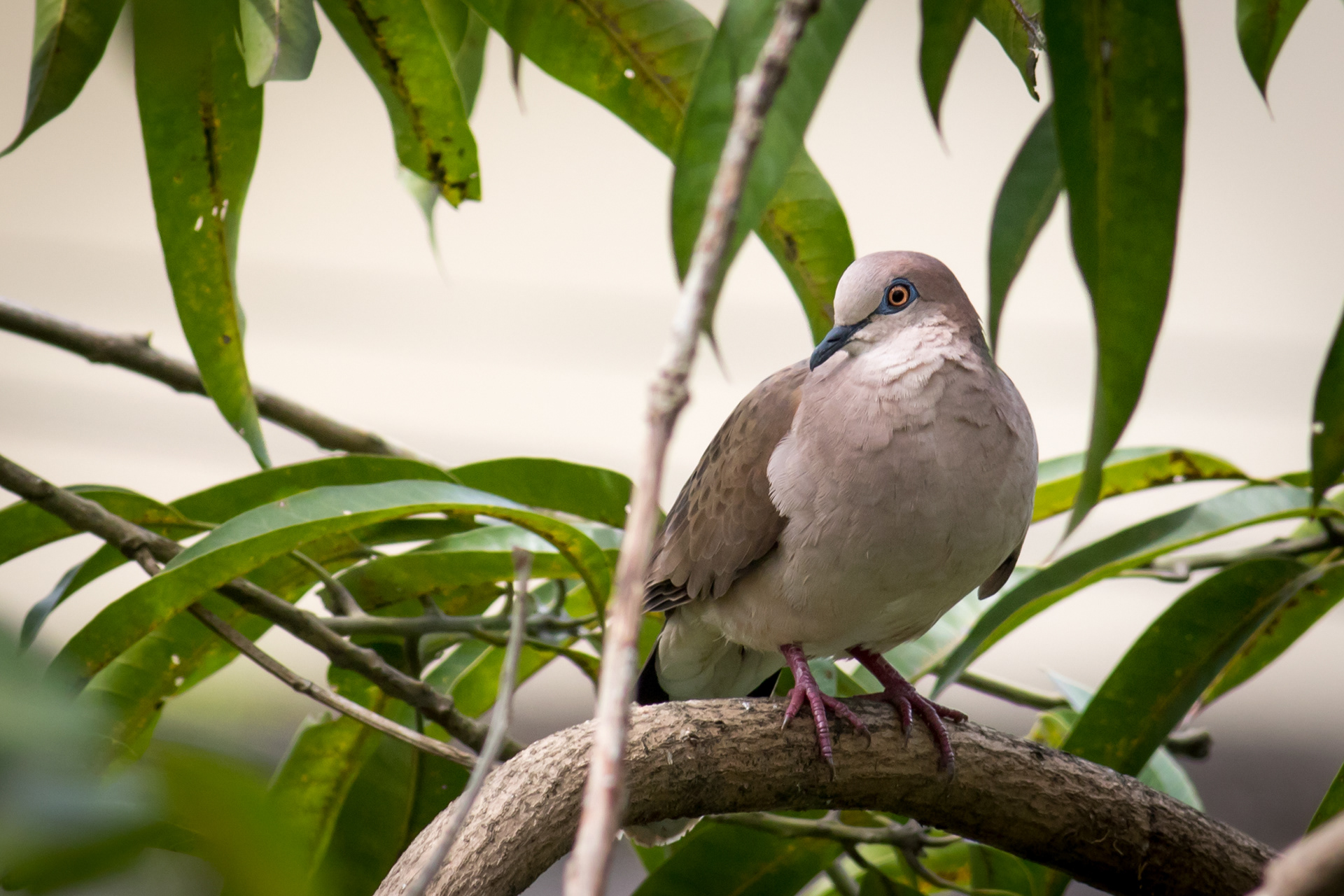 White-tipped Dove