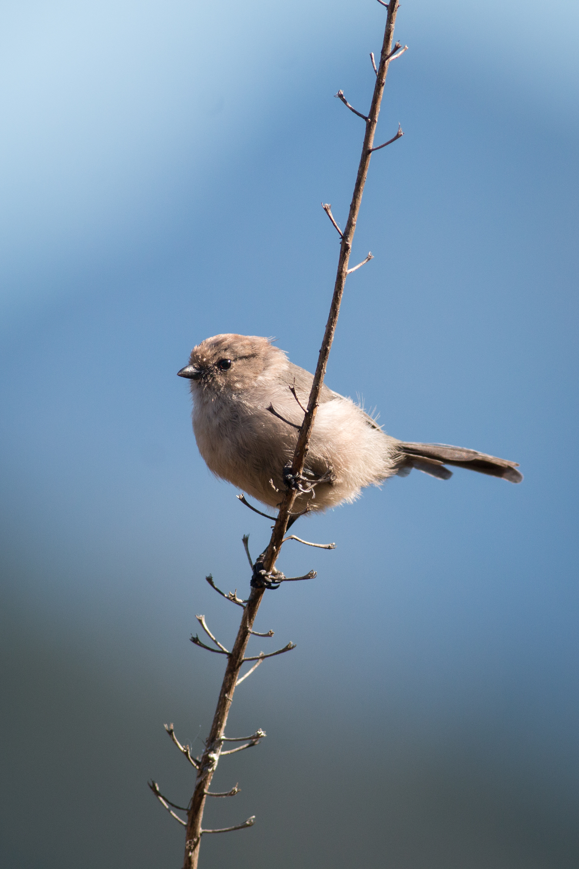 Bushtit, female