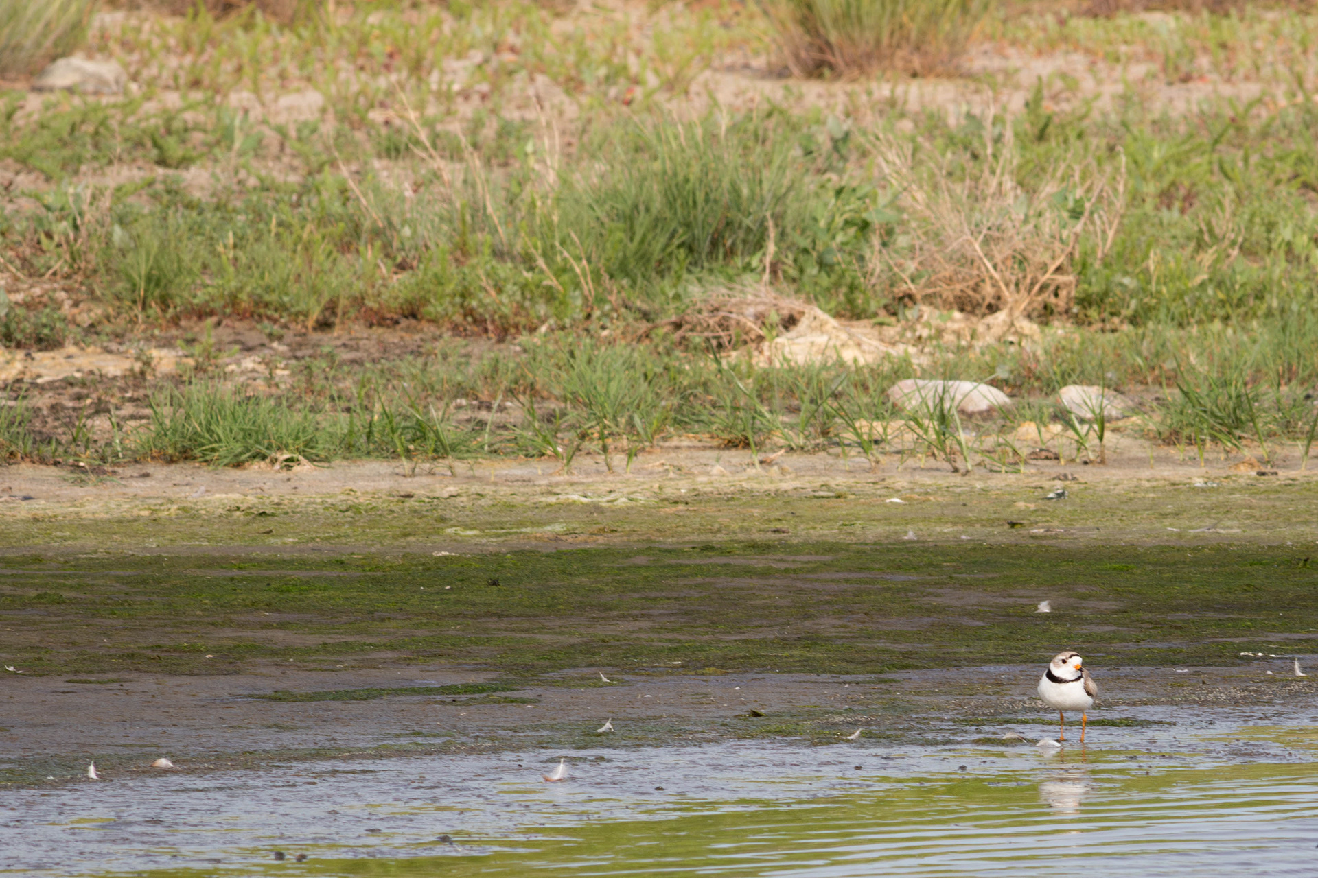 Piping Plover - Saskatchewan