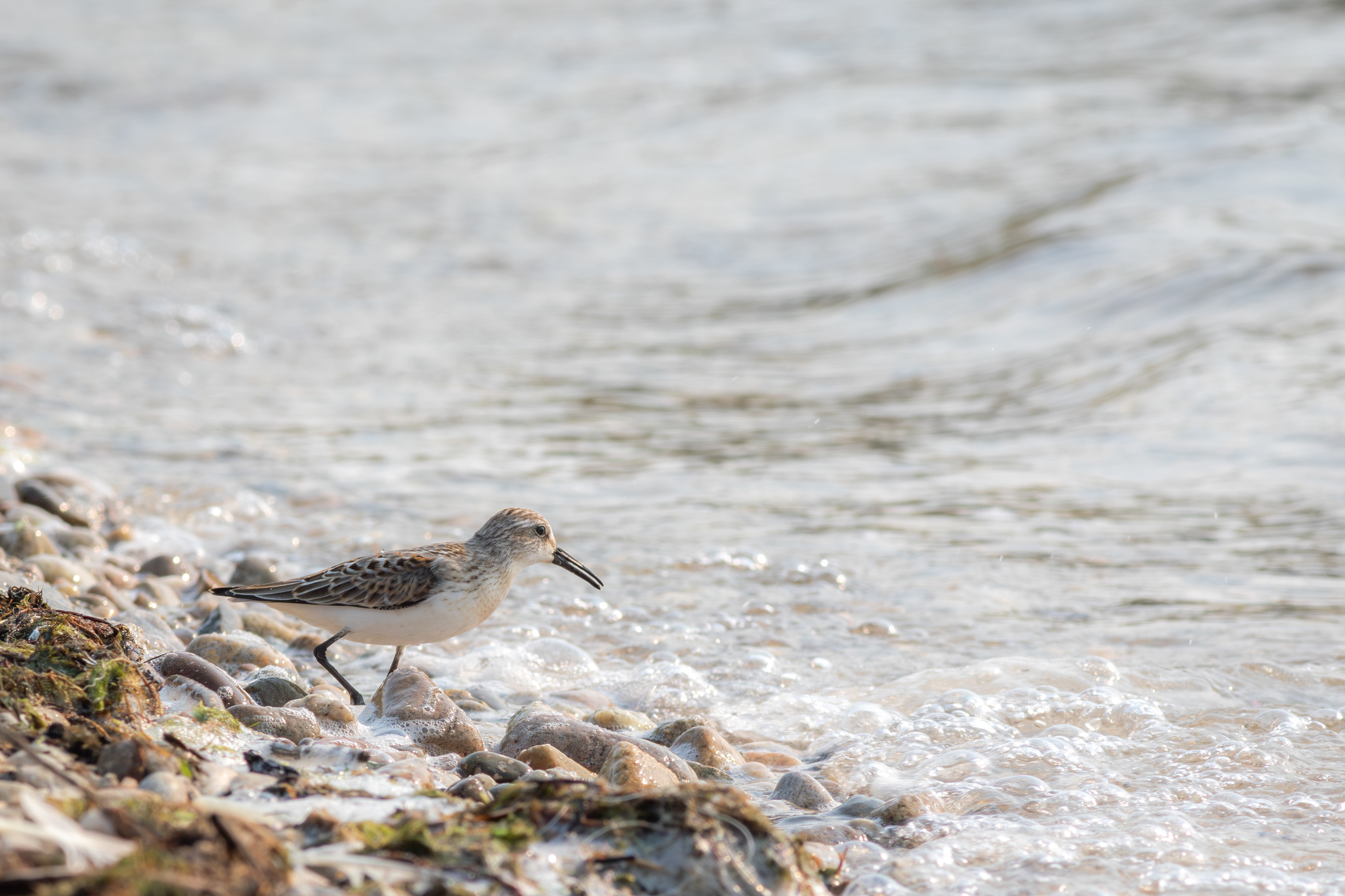 Baird's Sandpiper - Idaho