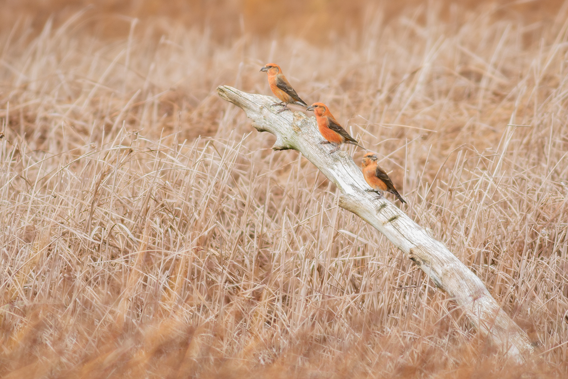 Scottish (Red) Crossbills