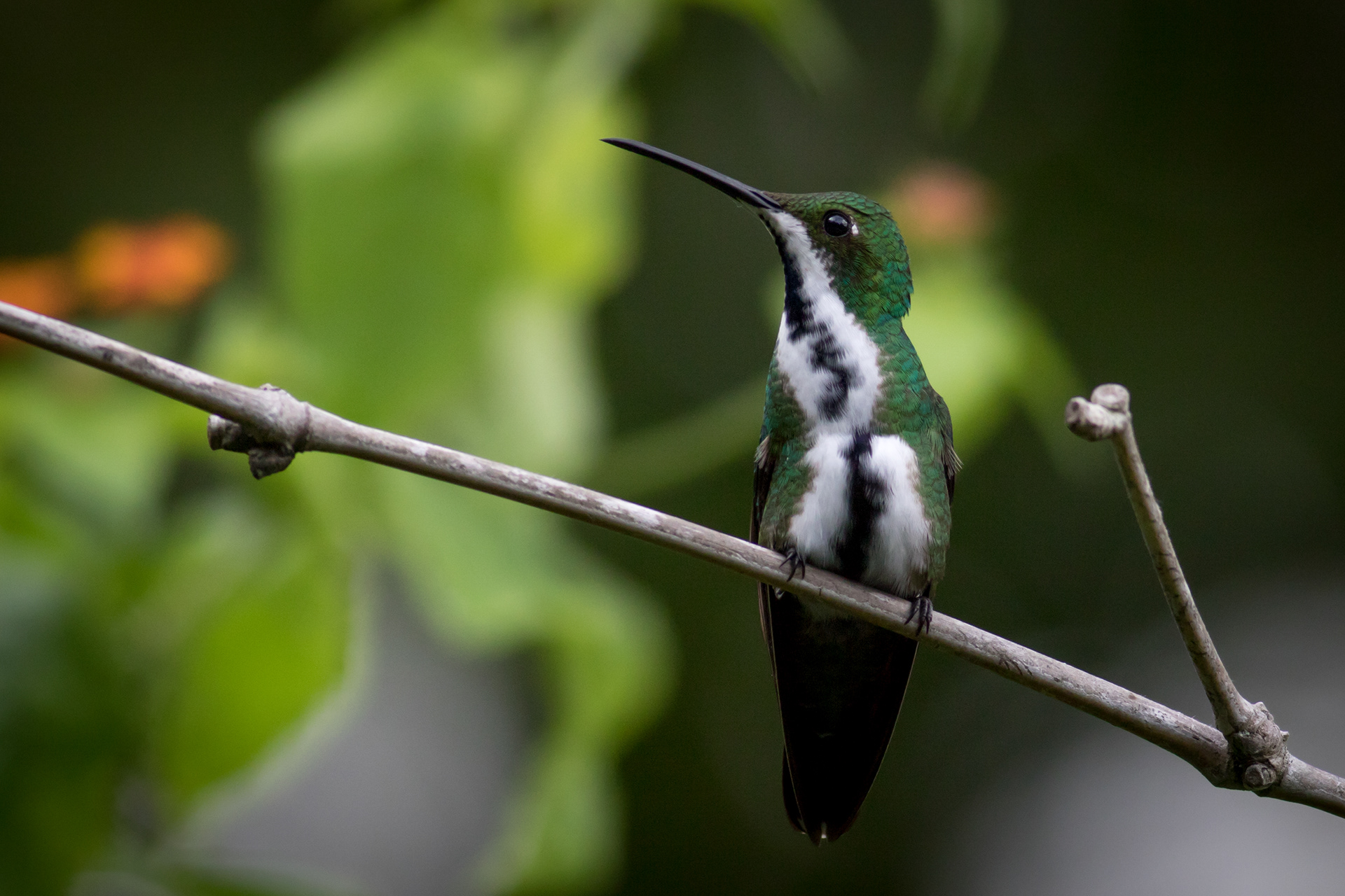 Black-throated Mango - female