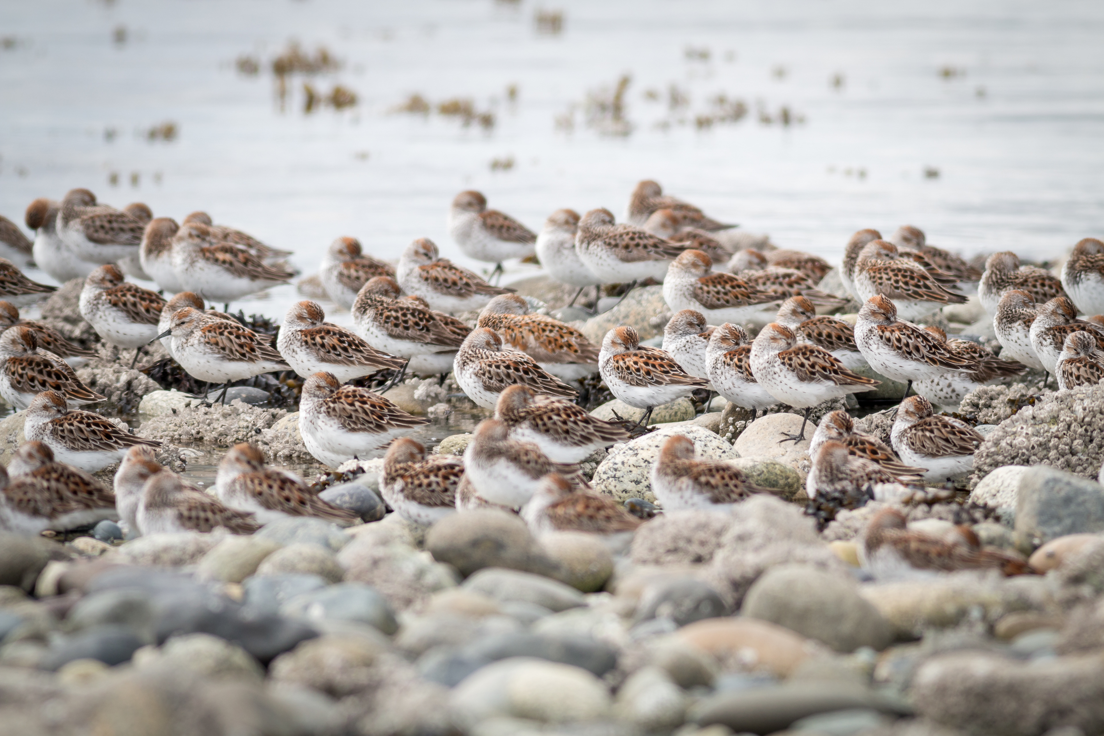 Western Sandpiper - BC