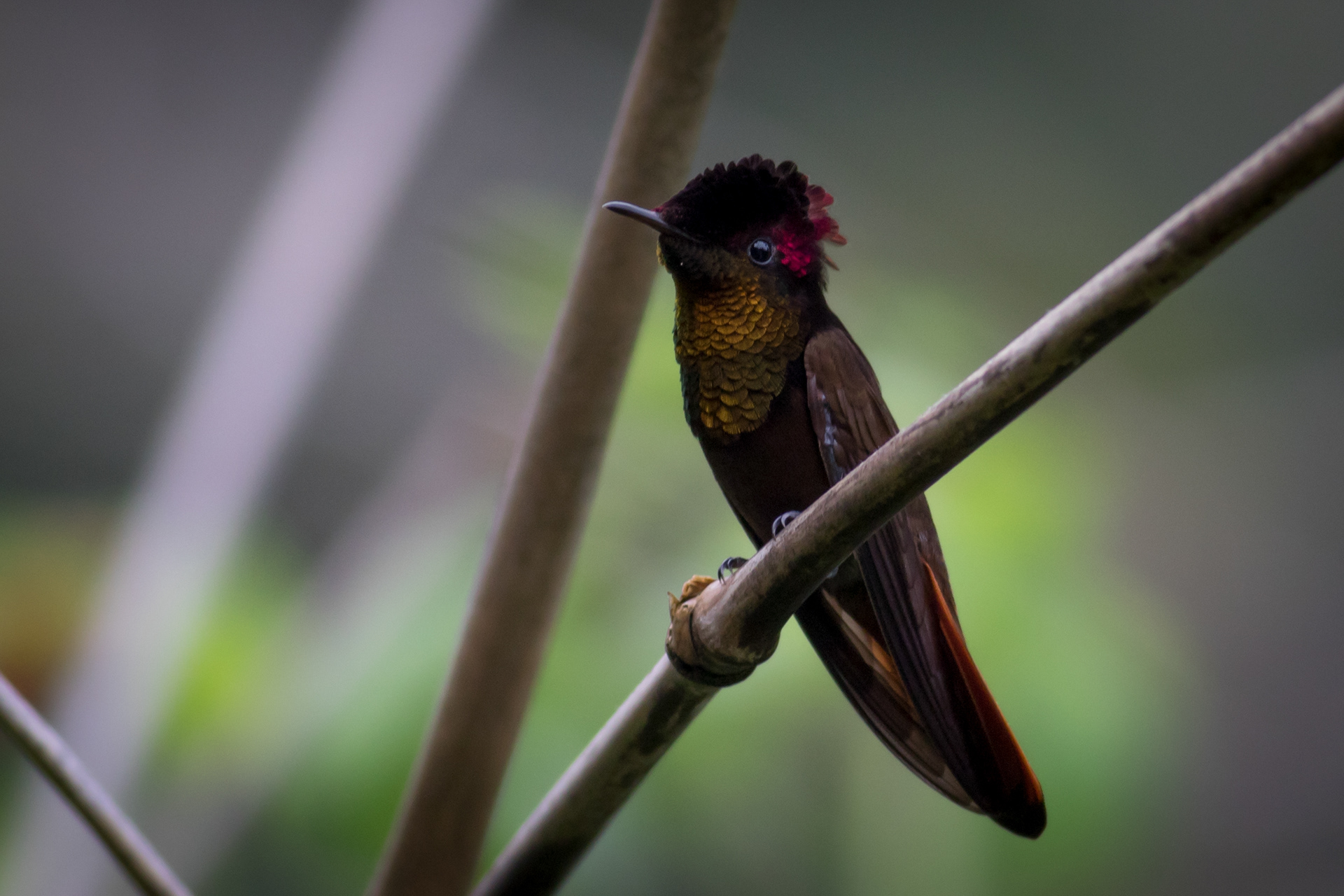 Ruby-topaz Hummingbird