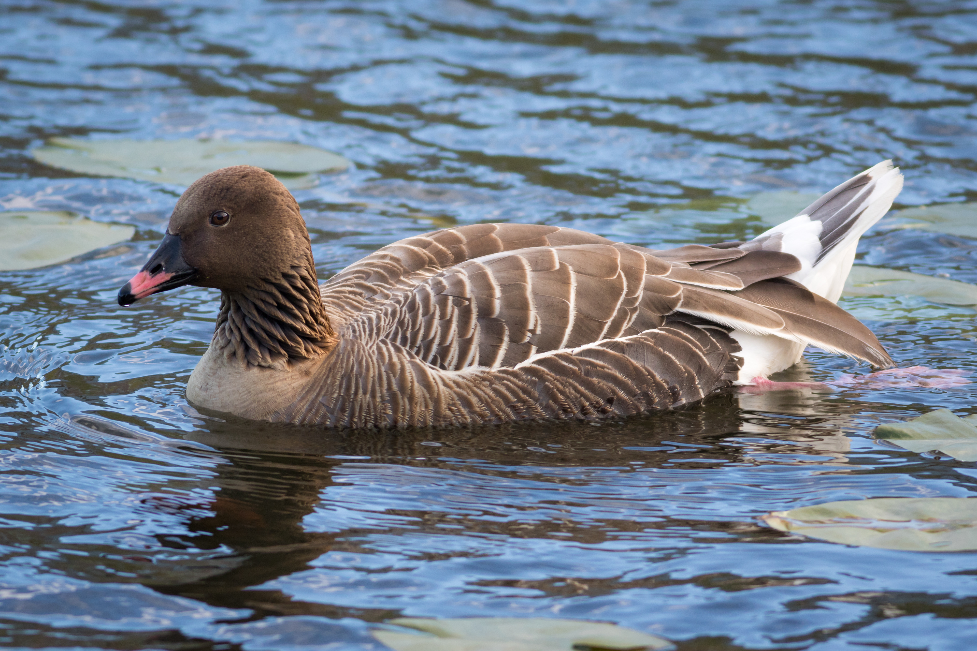 Pink-footed Goose - Newfoundland