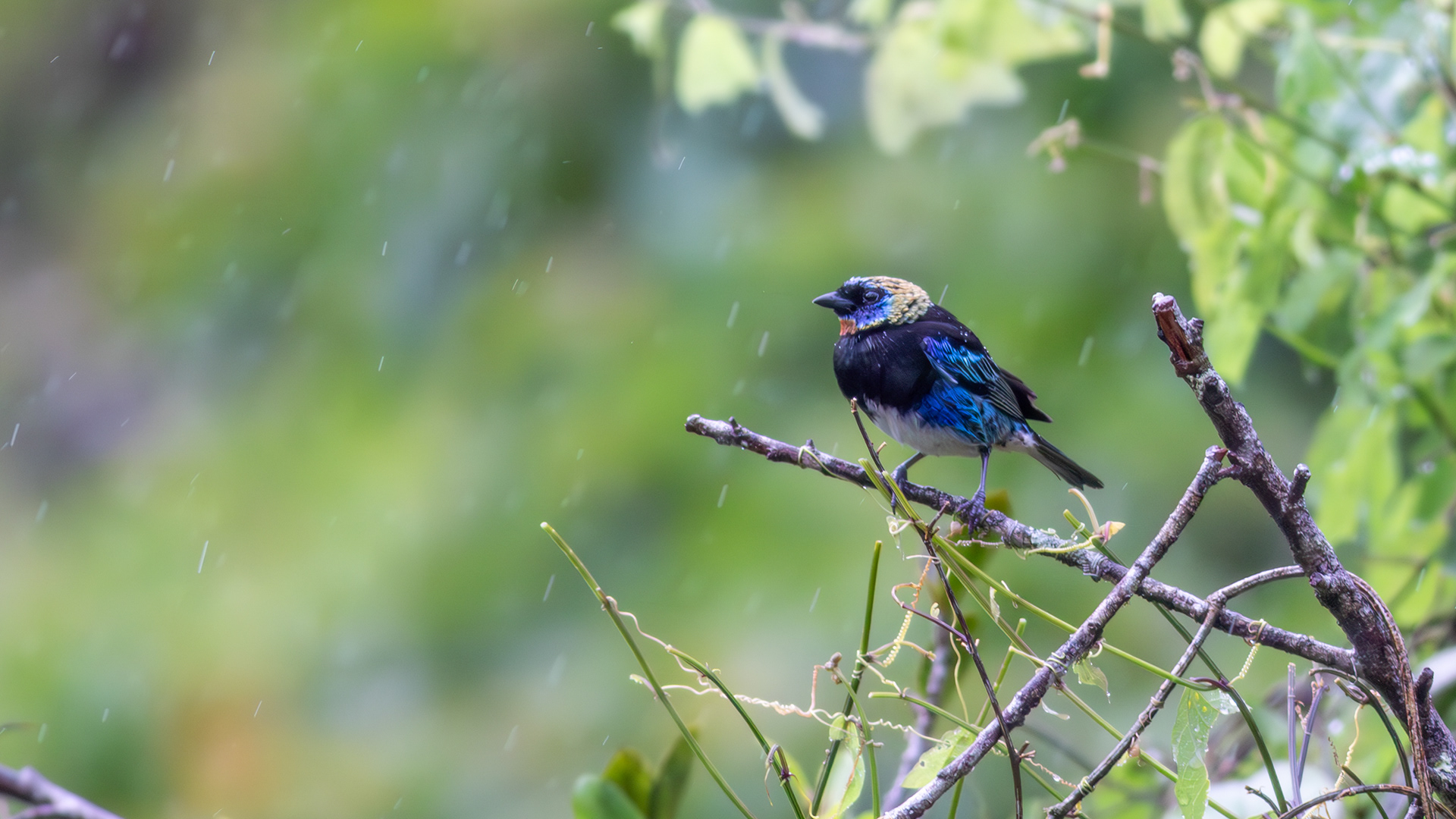 Golden-hooded Tanager - Aranal Observatory