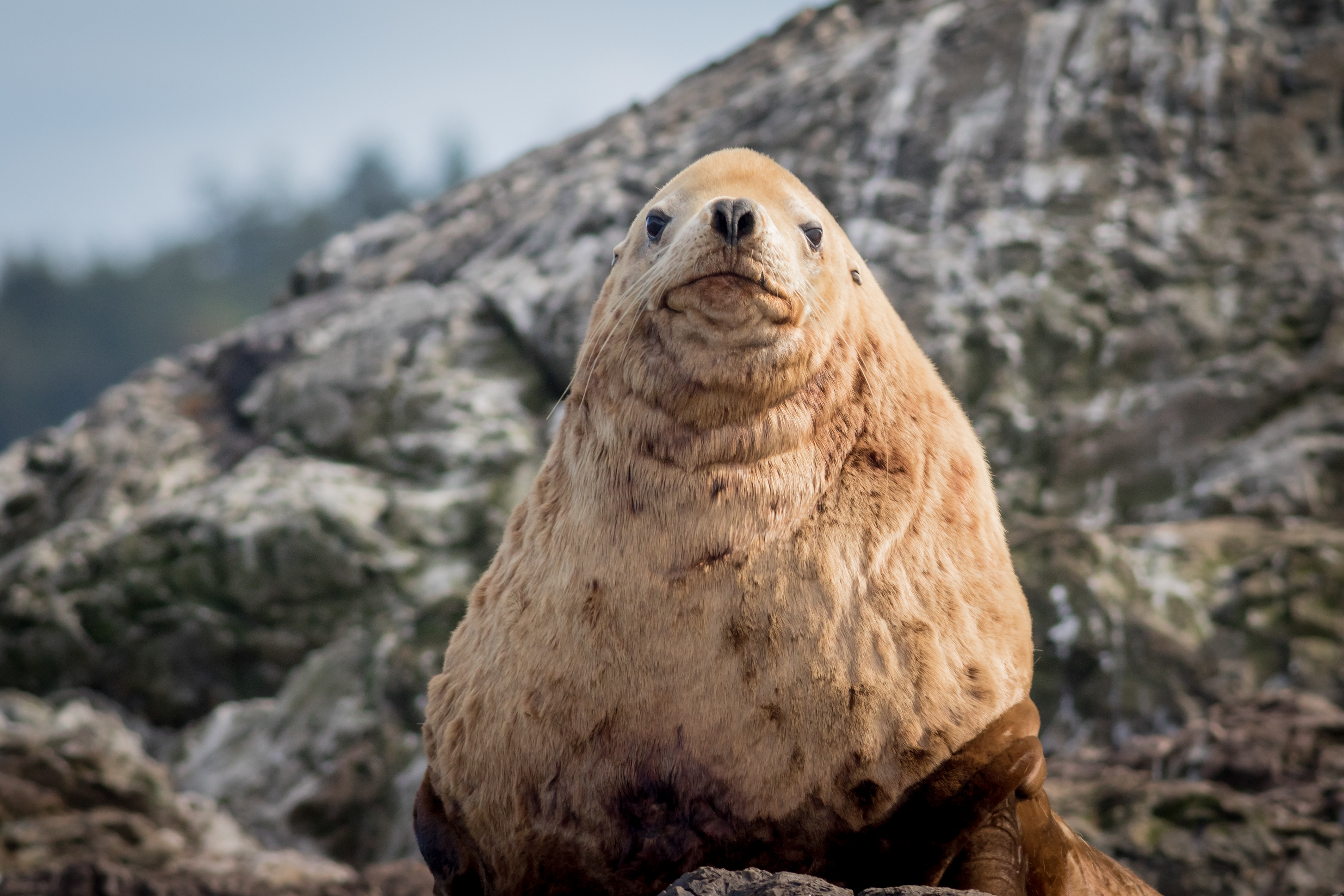 Steller Sea Lion - Washington