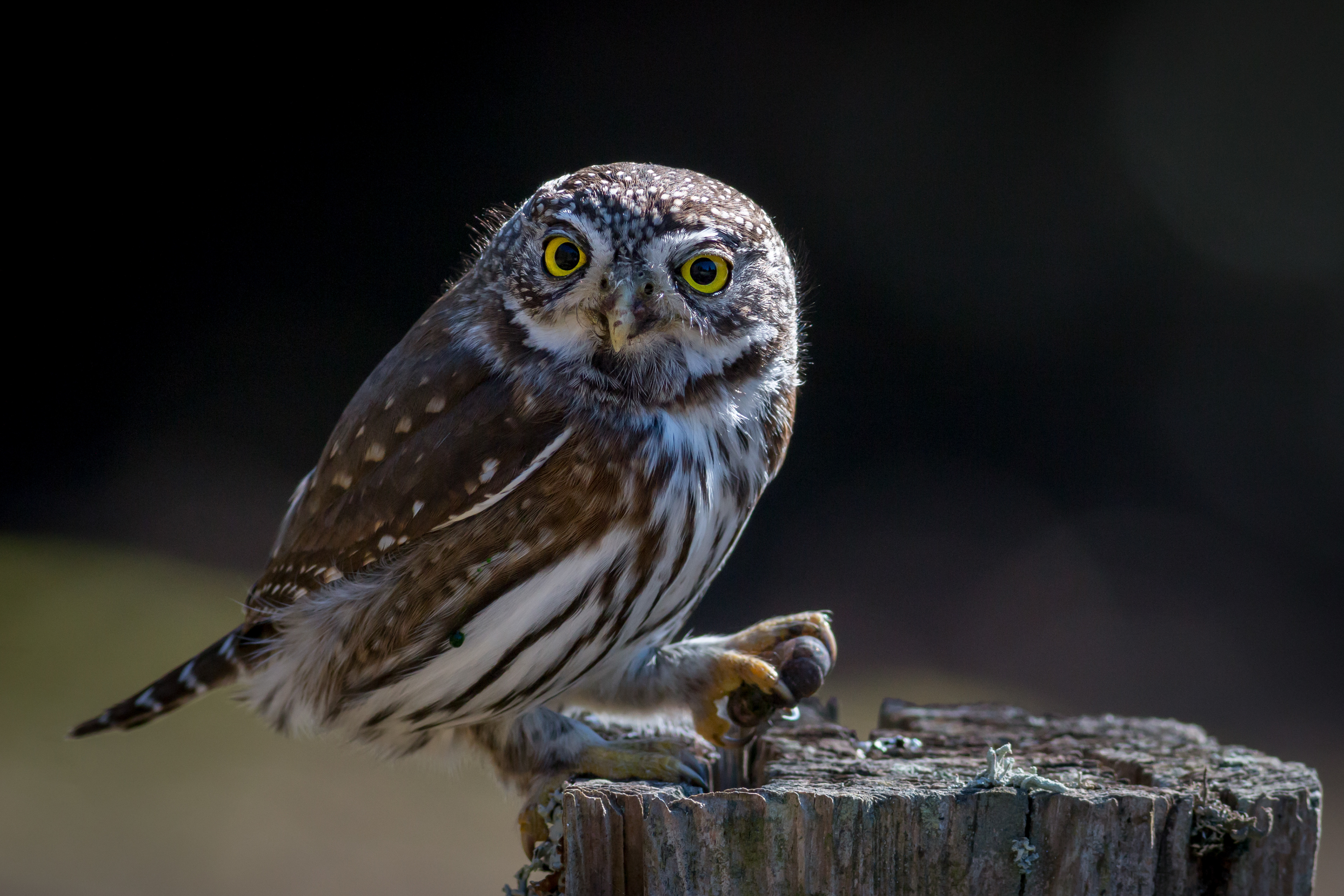 Northern Pygmy Owl - BC