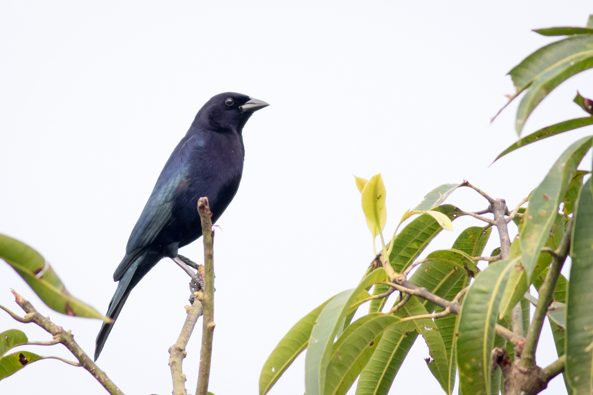 Blue-black Grassquit