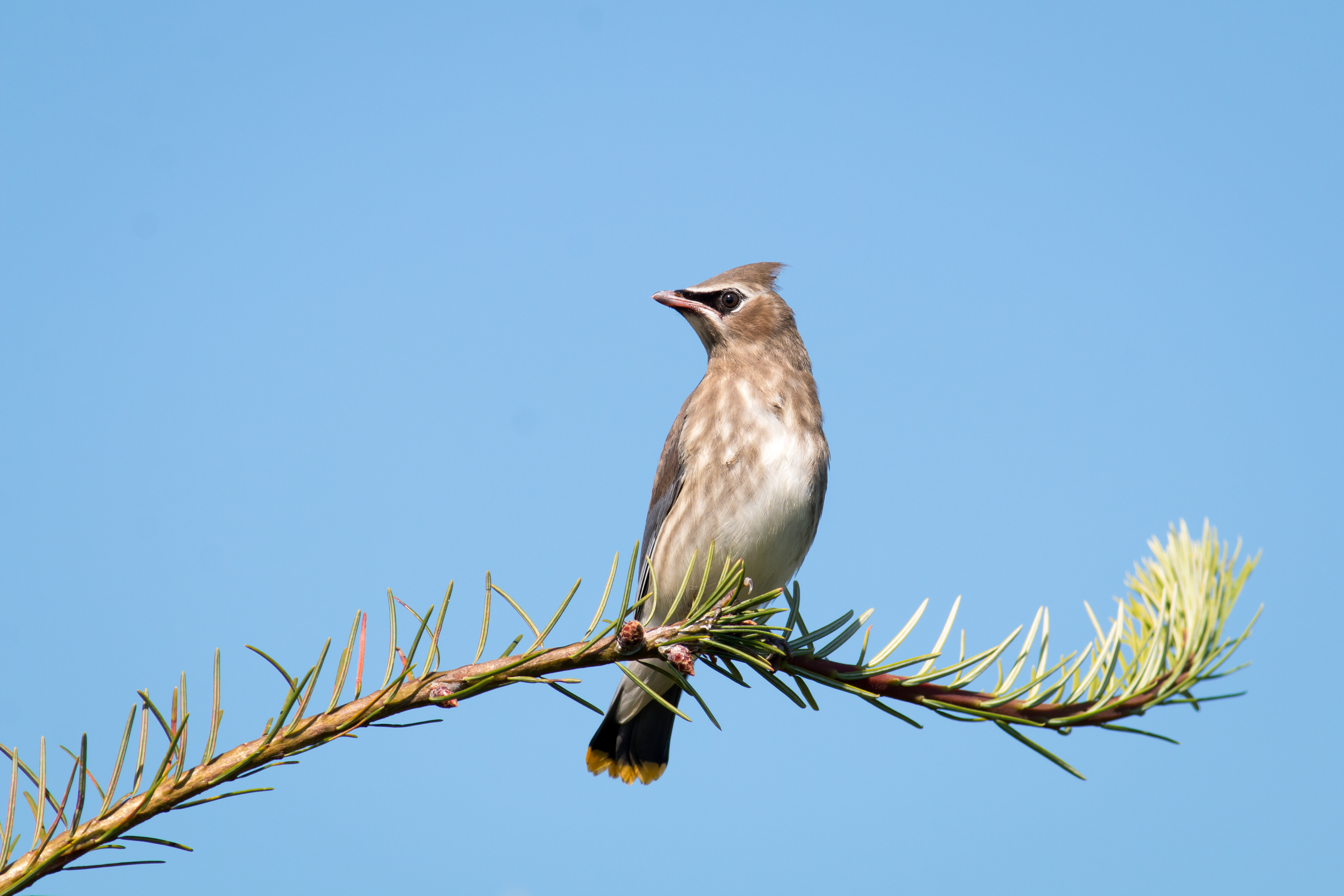 Cedar Waxwing - juvenile - Washington