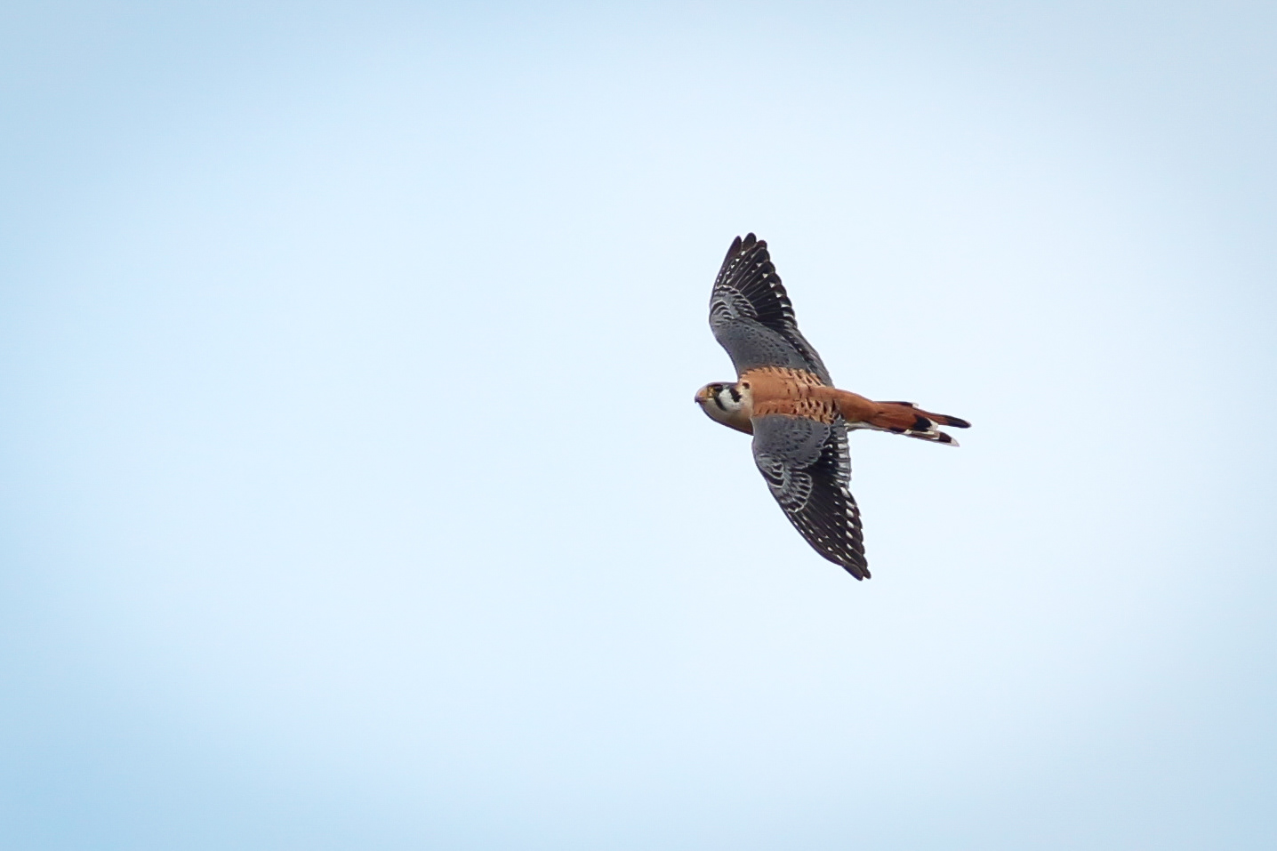 American Kestrel - BC