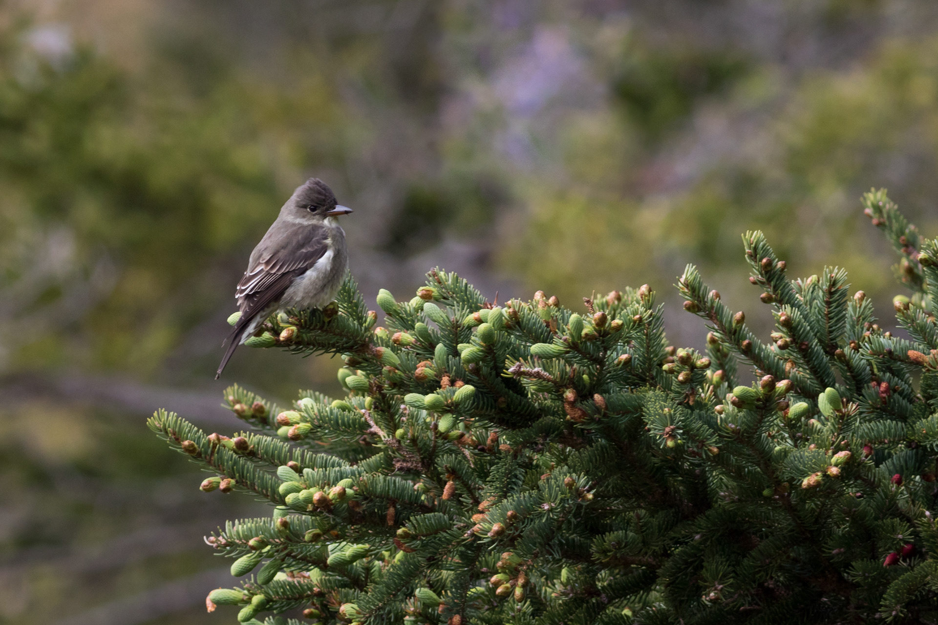 Olive-sided Flycatcher - Newfoundland