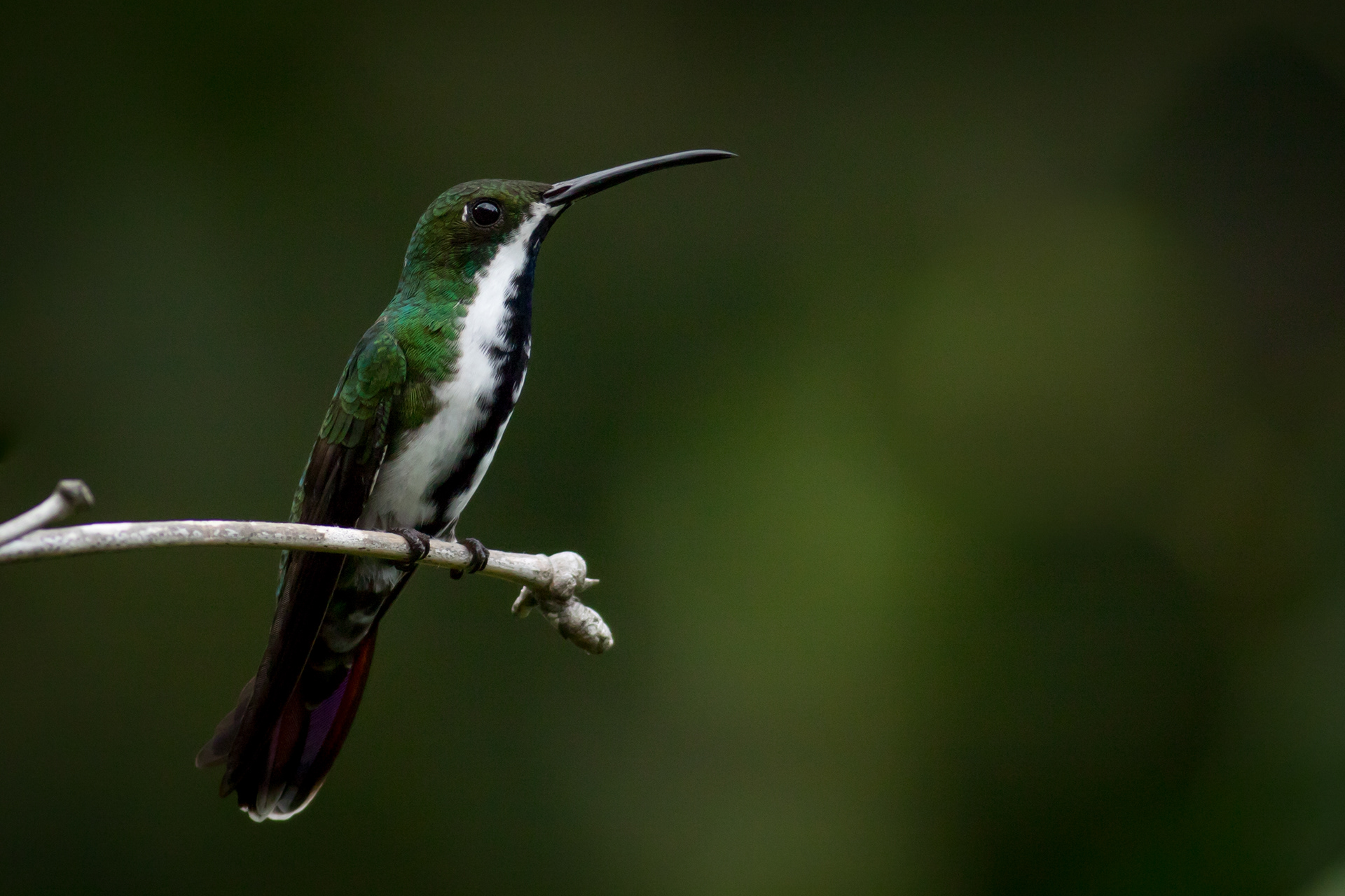 Black-throated Mango - female
