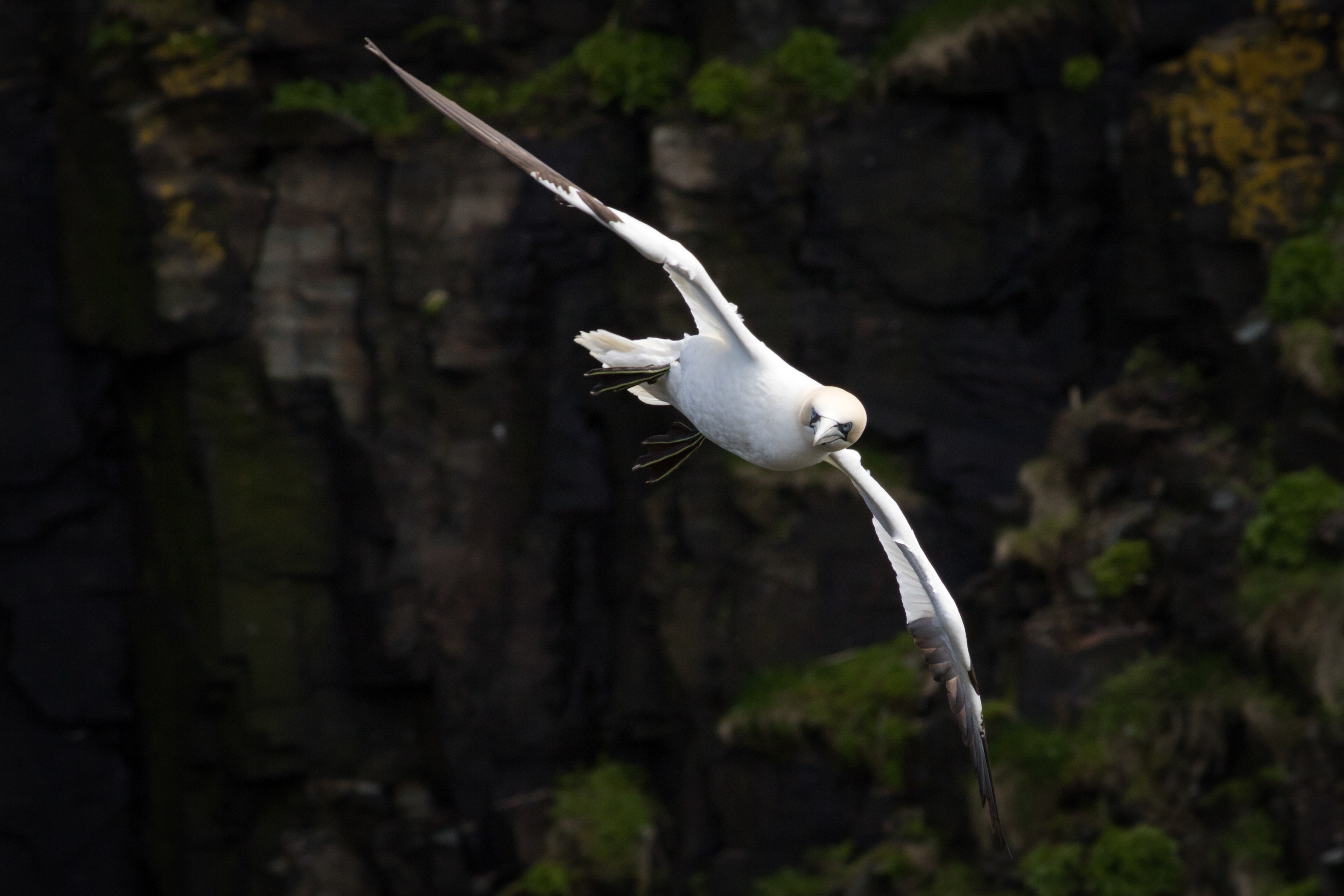 Northern Gannet - Newfoundland