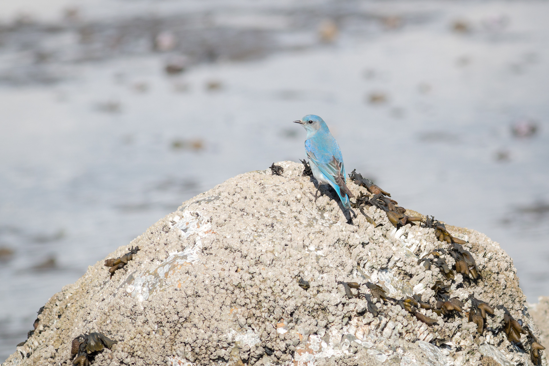 Mountain Bluebird