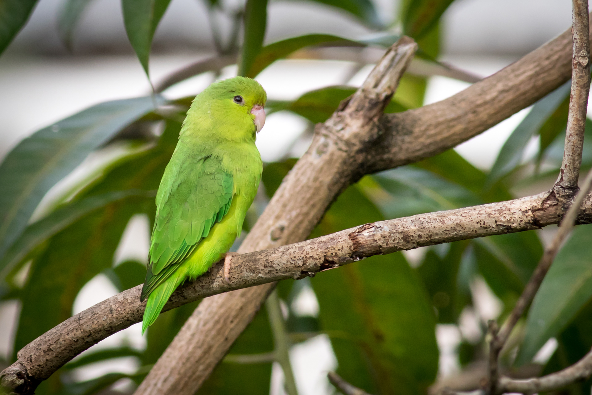 Green-rumped Parrotlet