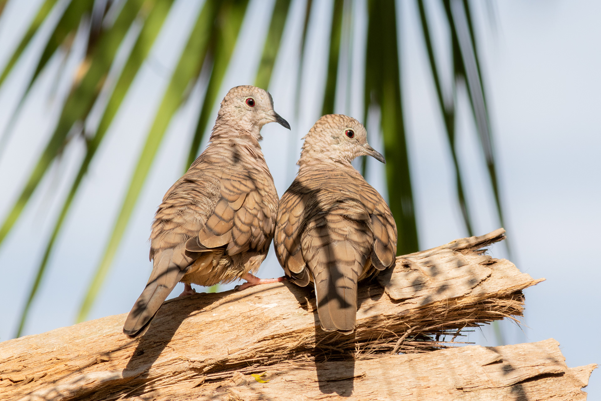 Inca Doves - Nayarit