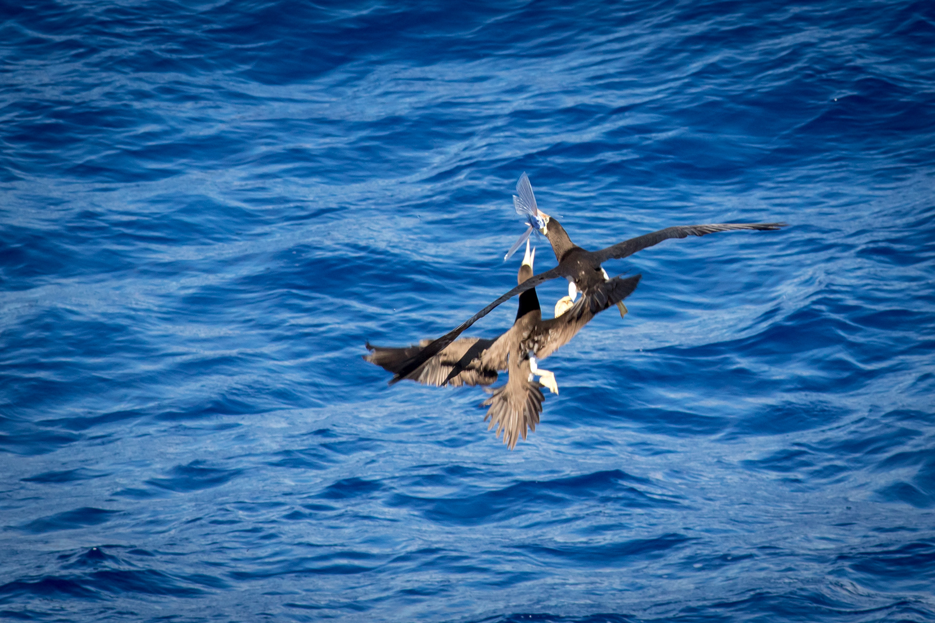 Brown Booby - at sea