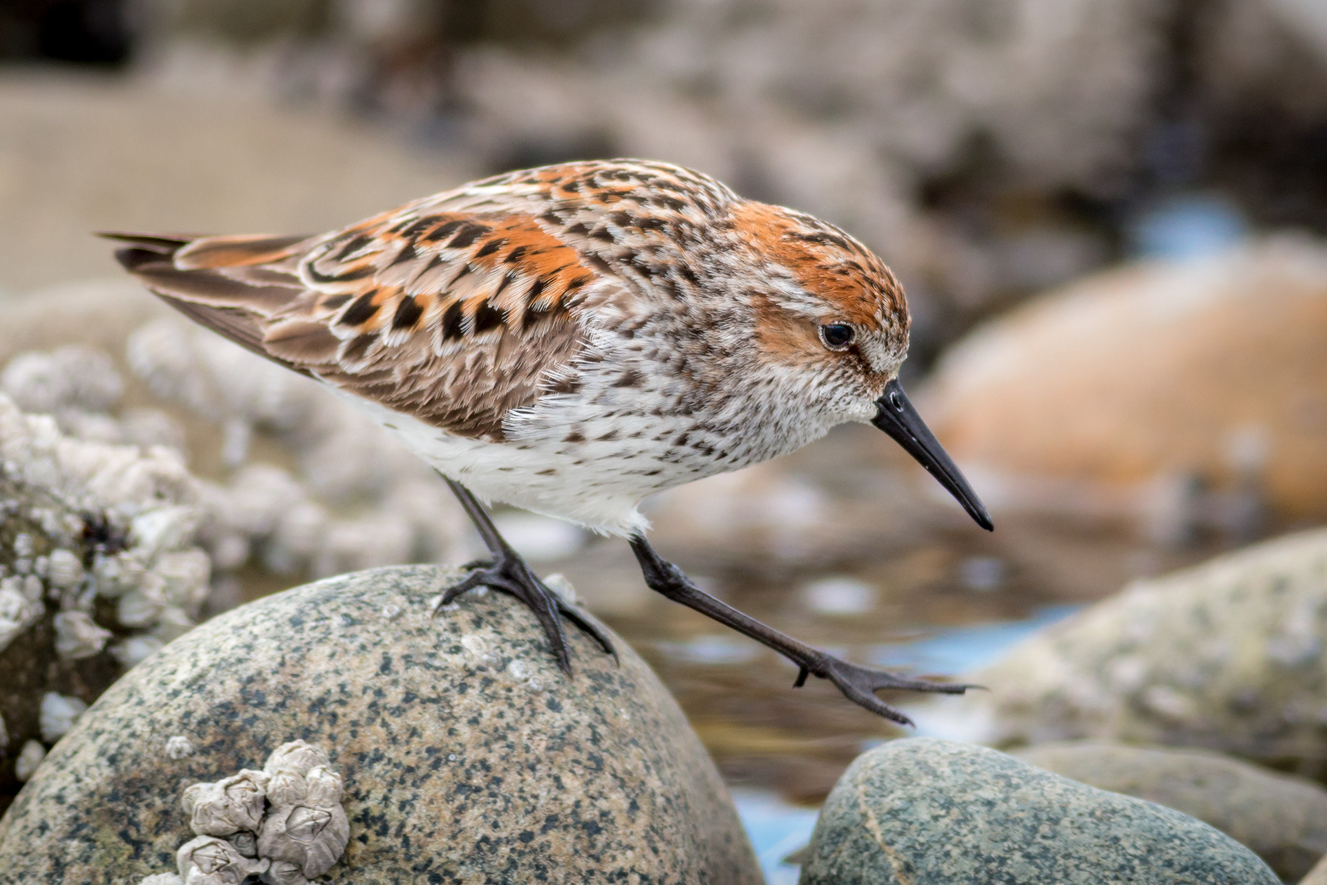 Western Sandpiper - BC