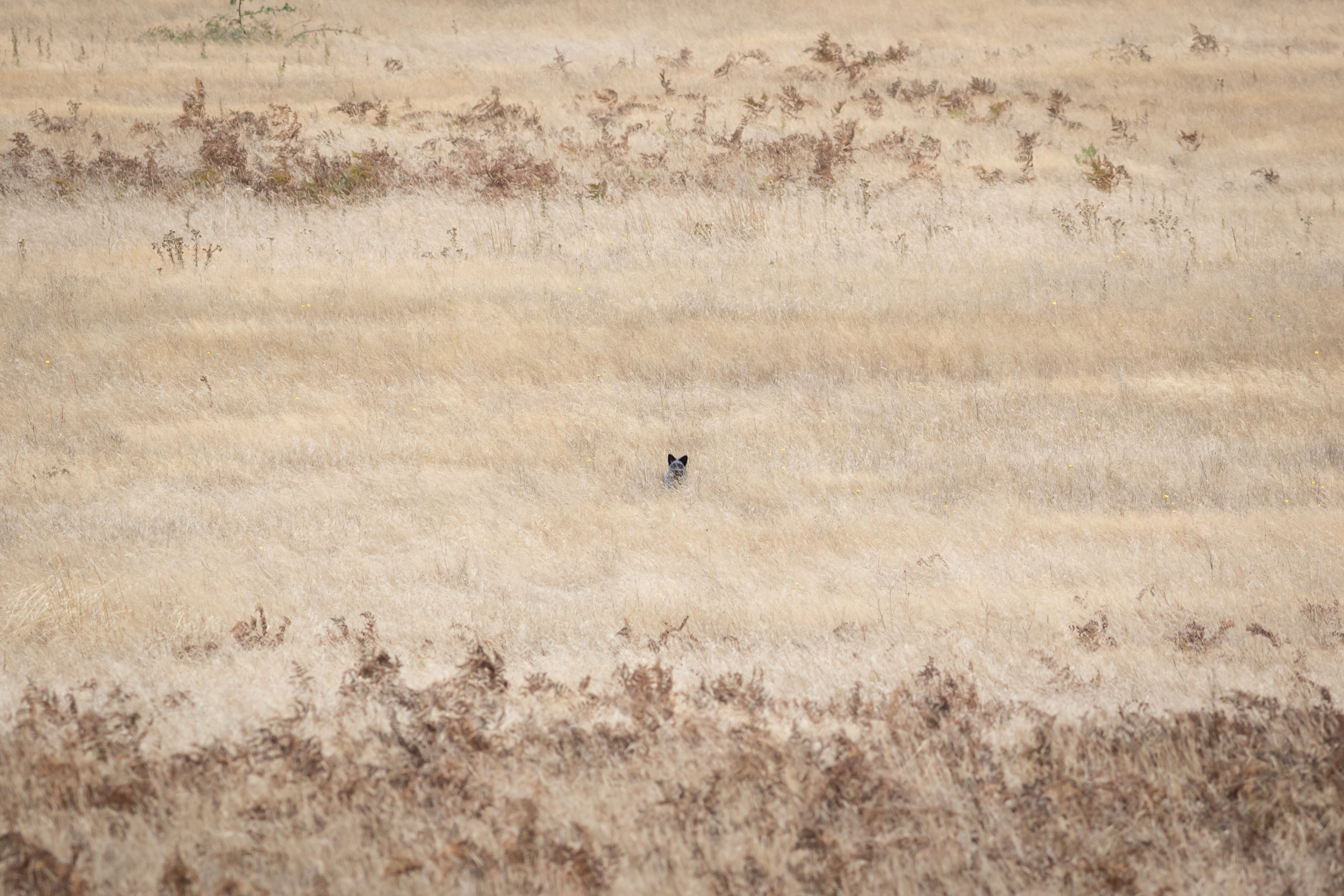 Red Fox - Washington