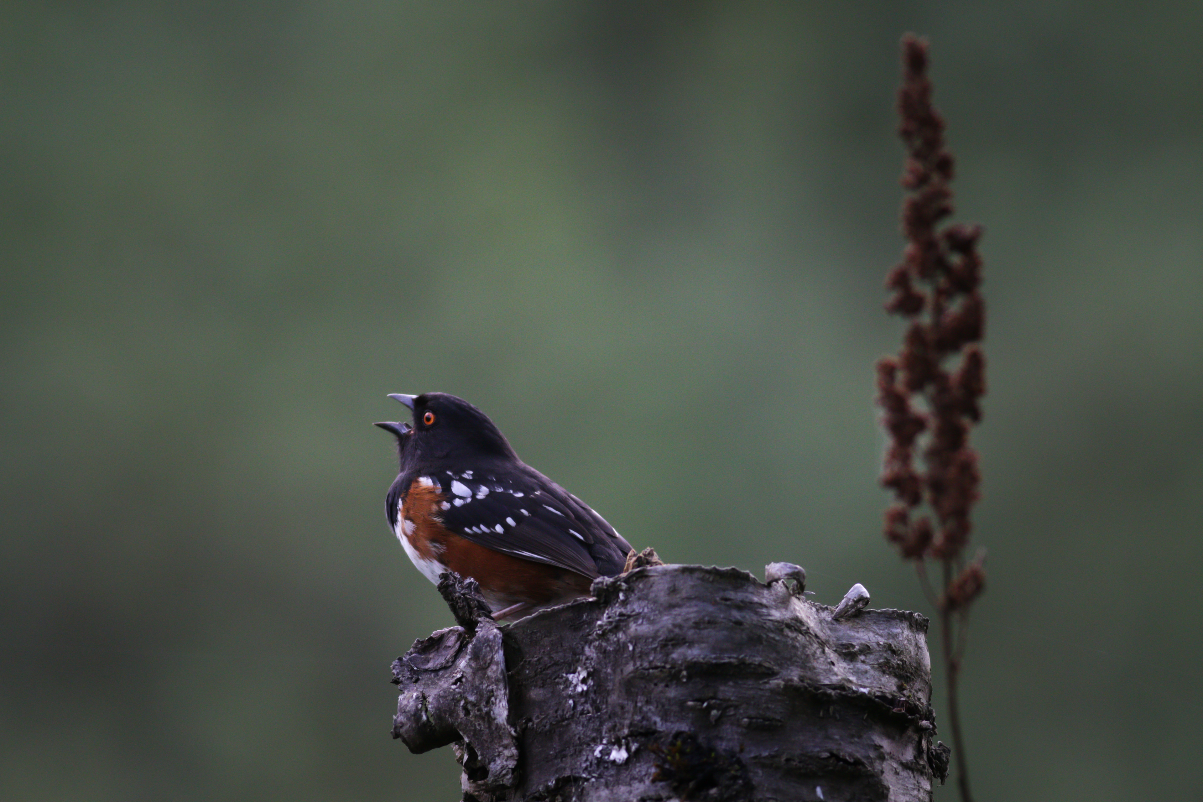 Spotted Towhee - BC