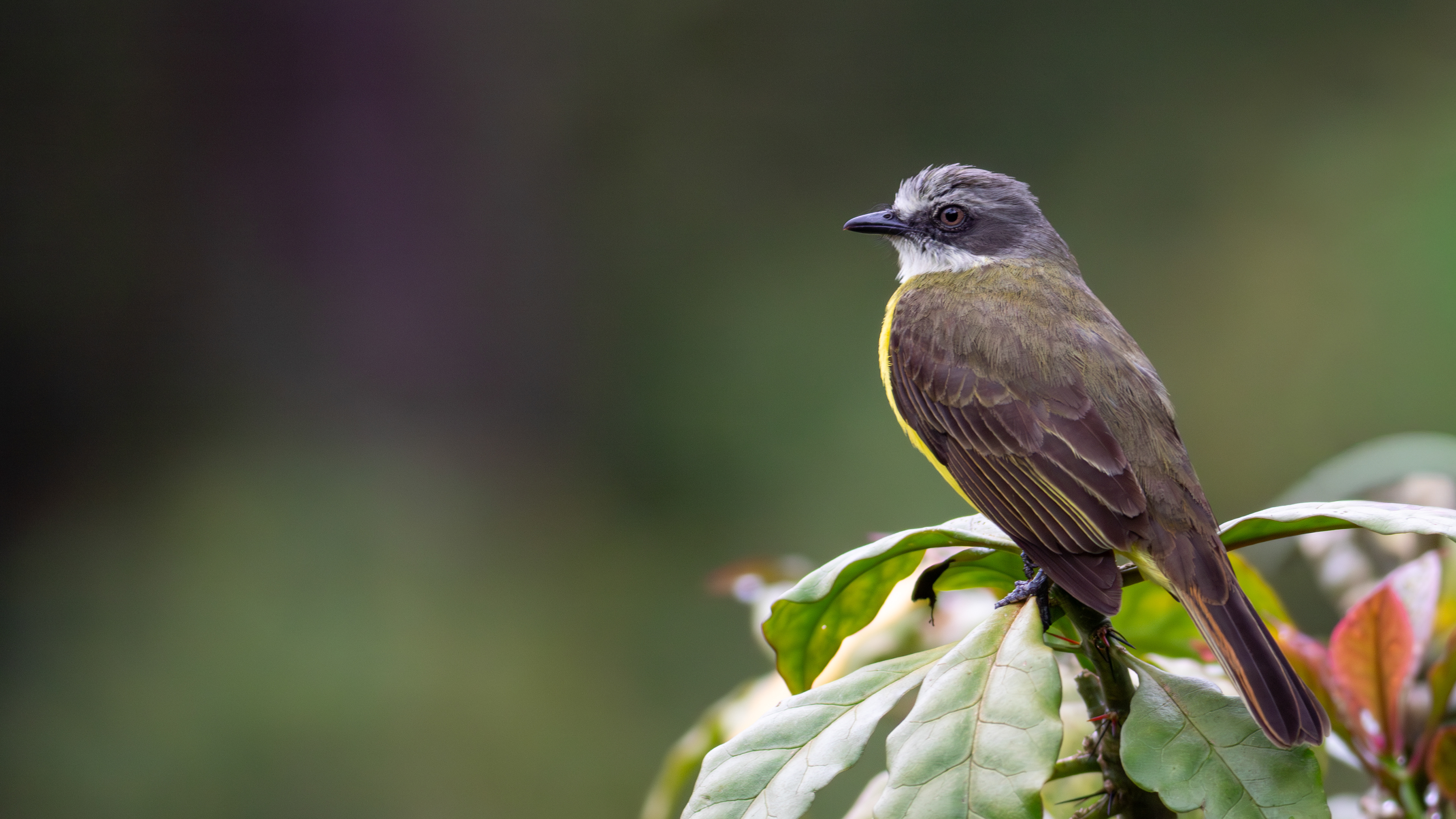 Grey-capped Flycatcher - Aranal Observatory