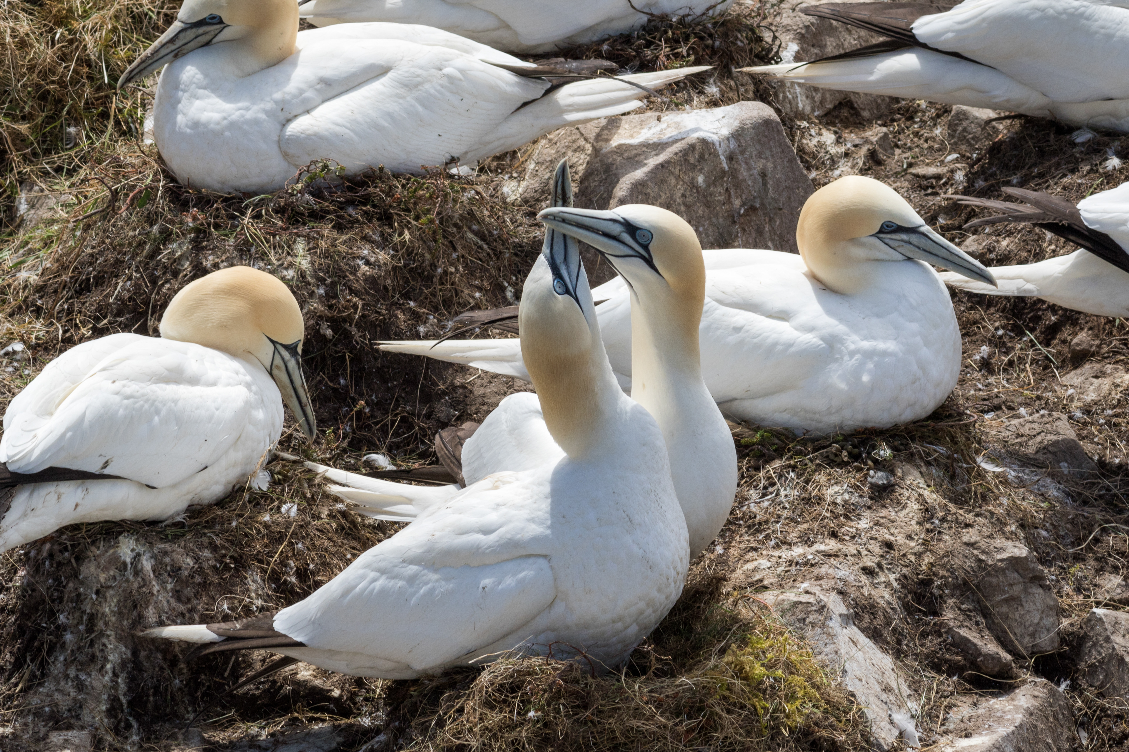 Northern Gannet - Newfoundland