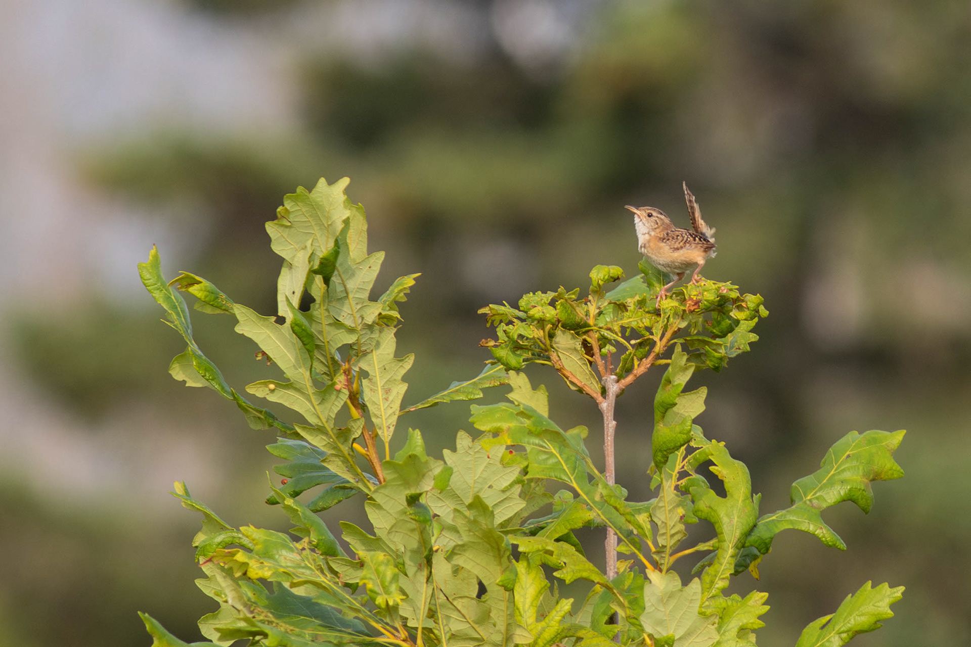 Sedge Wren - Wisconsin