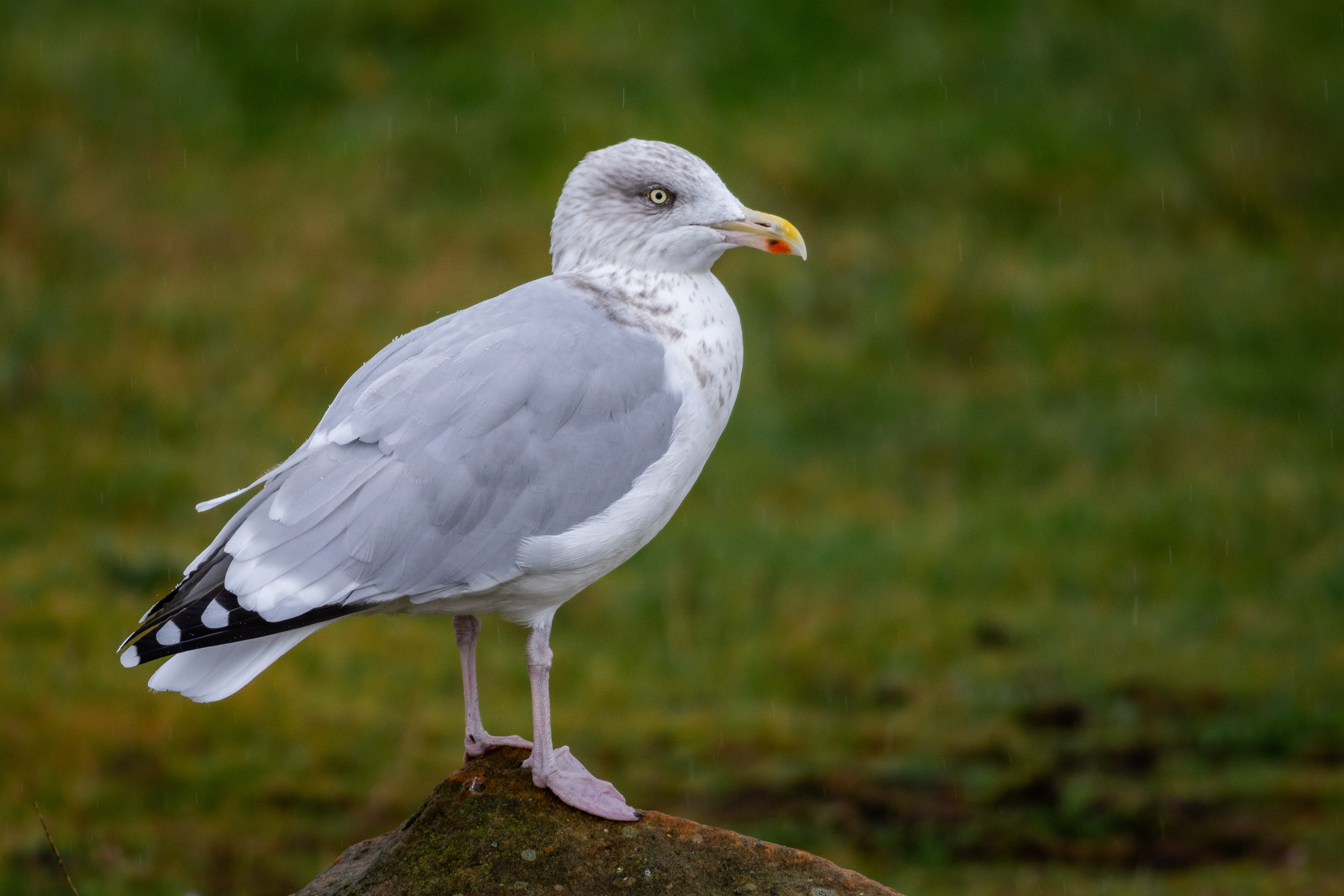 Herring Gull