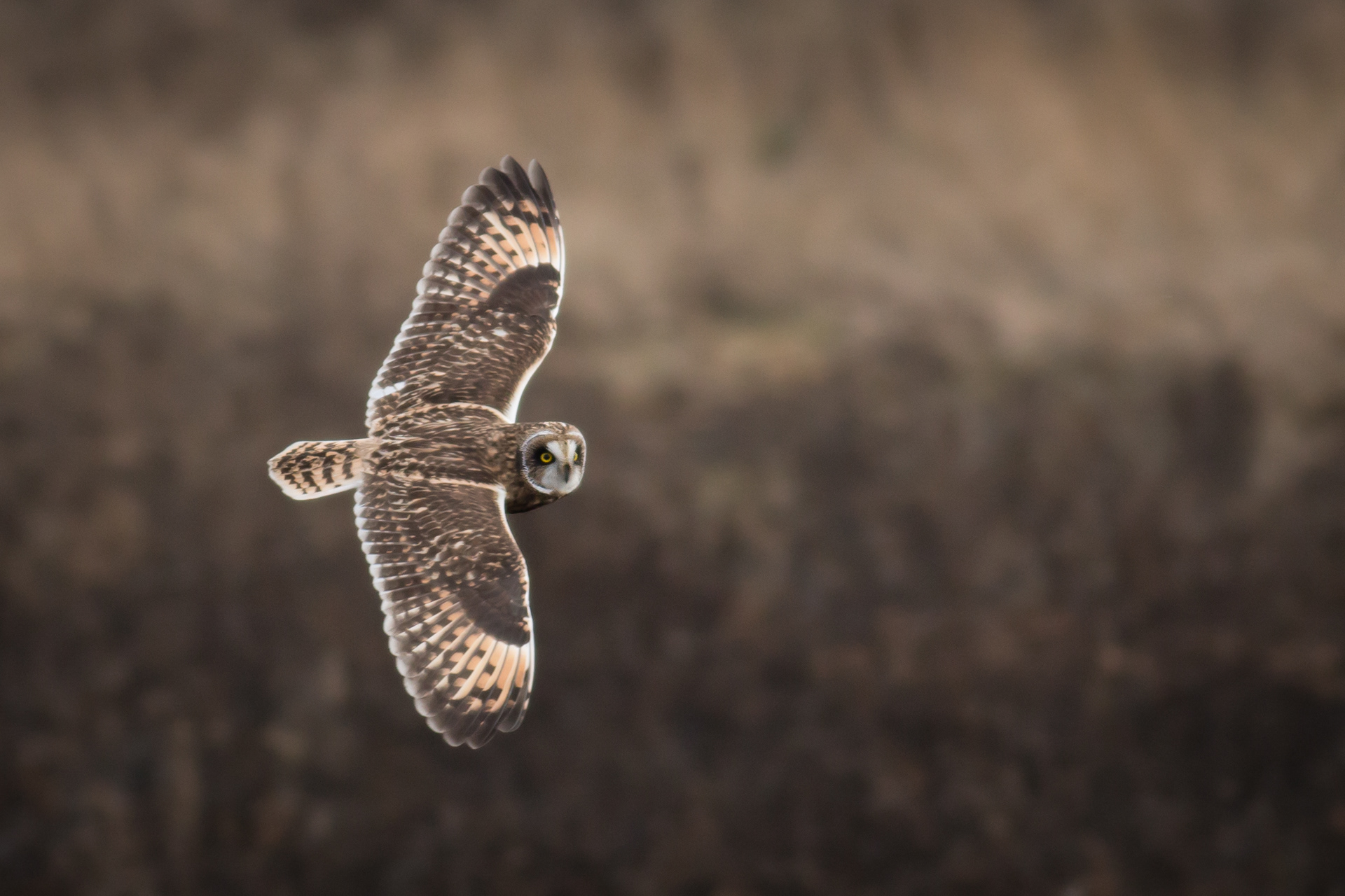 Short-eared Owl - BC