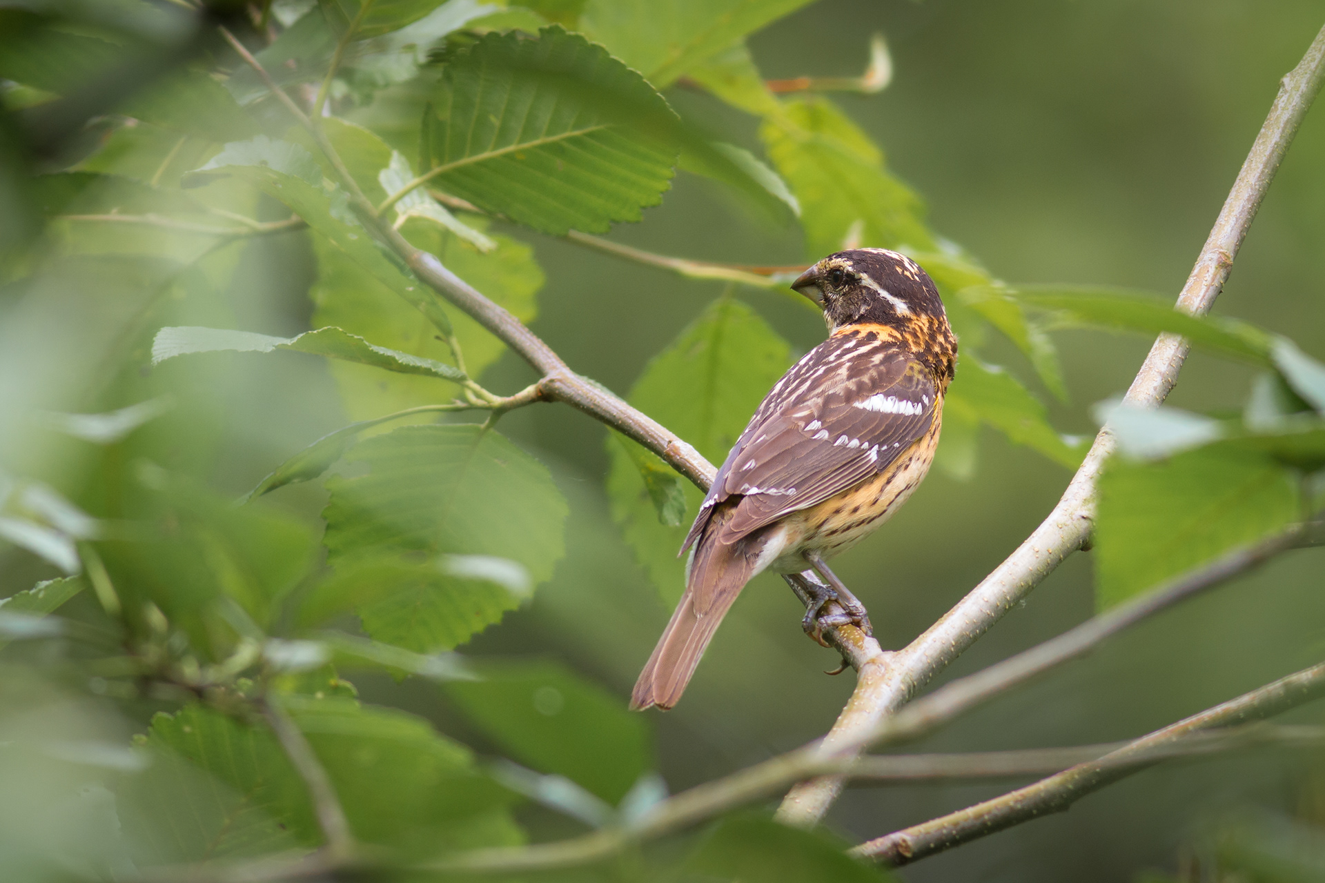 Black-headed Grosbeak - female - BC