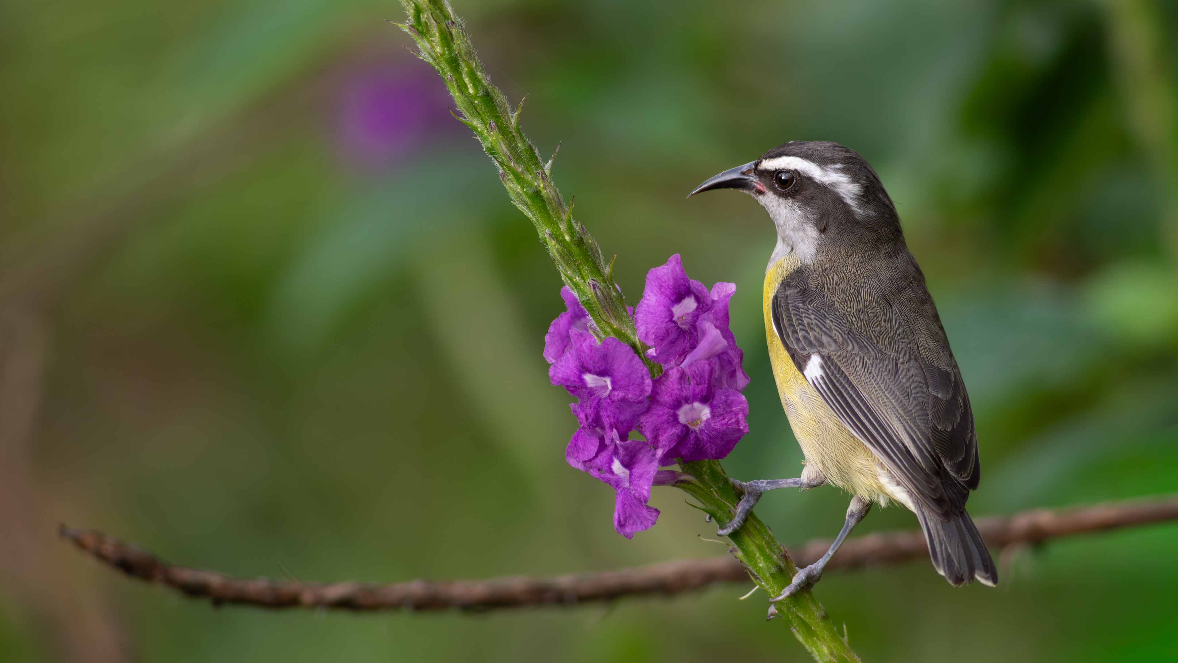 Bananaquit - Aranal Observatory