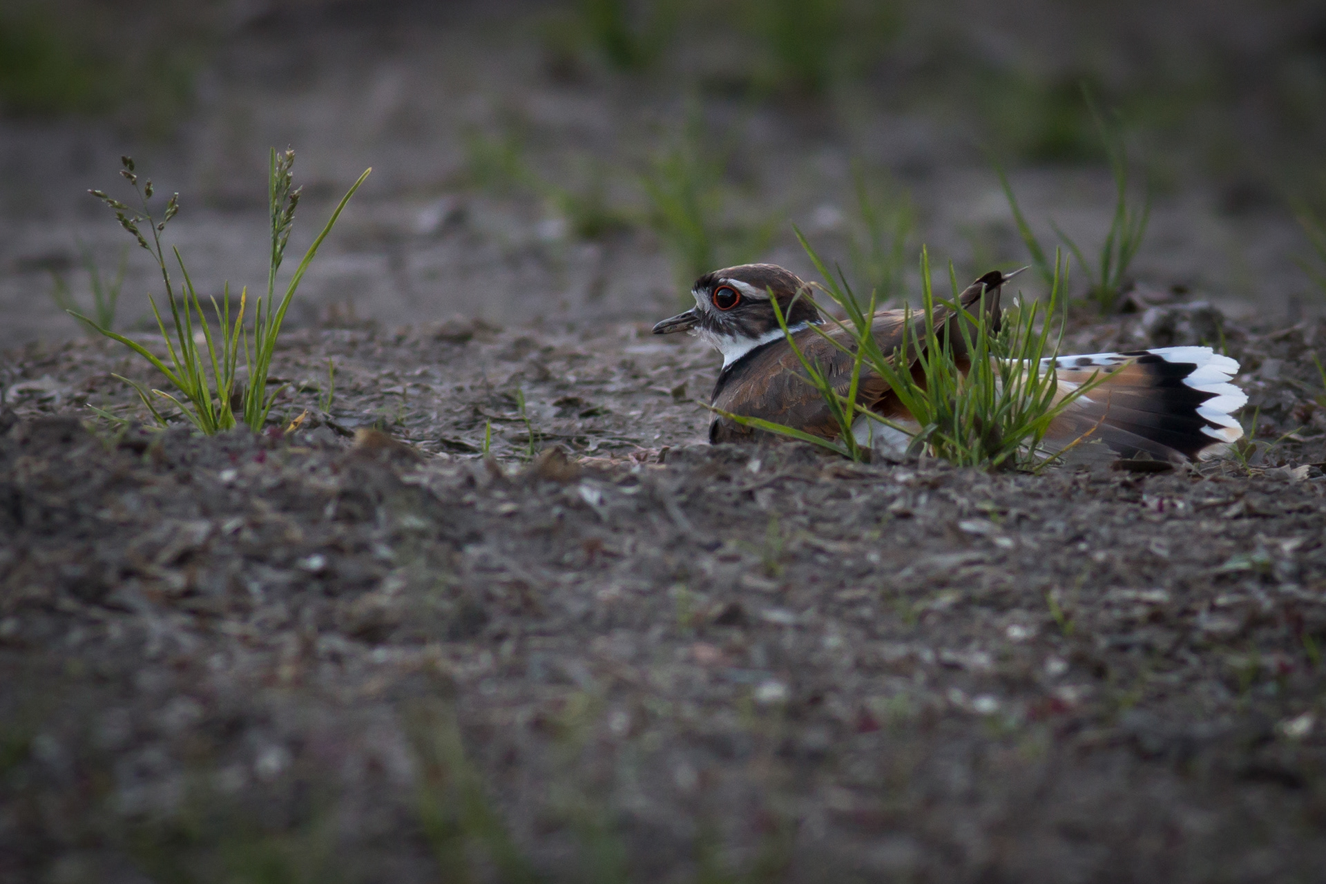 Killdeer - BC
