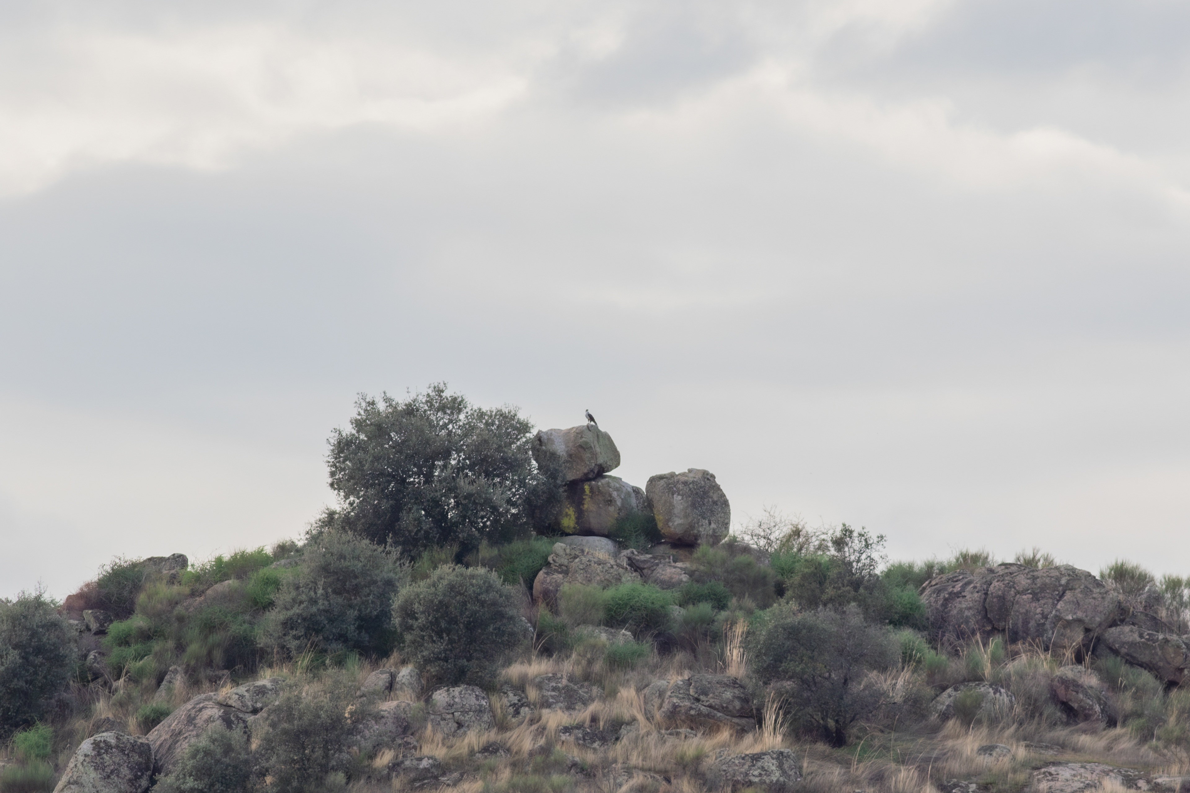 Bonelli's Eagle