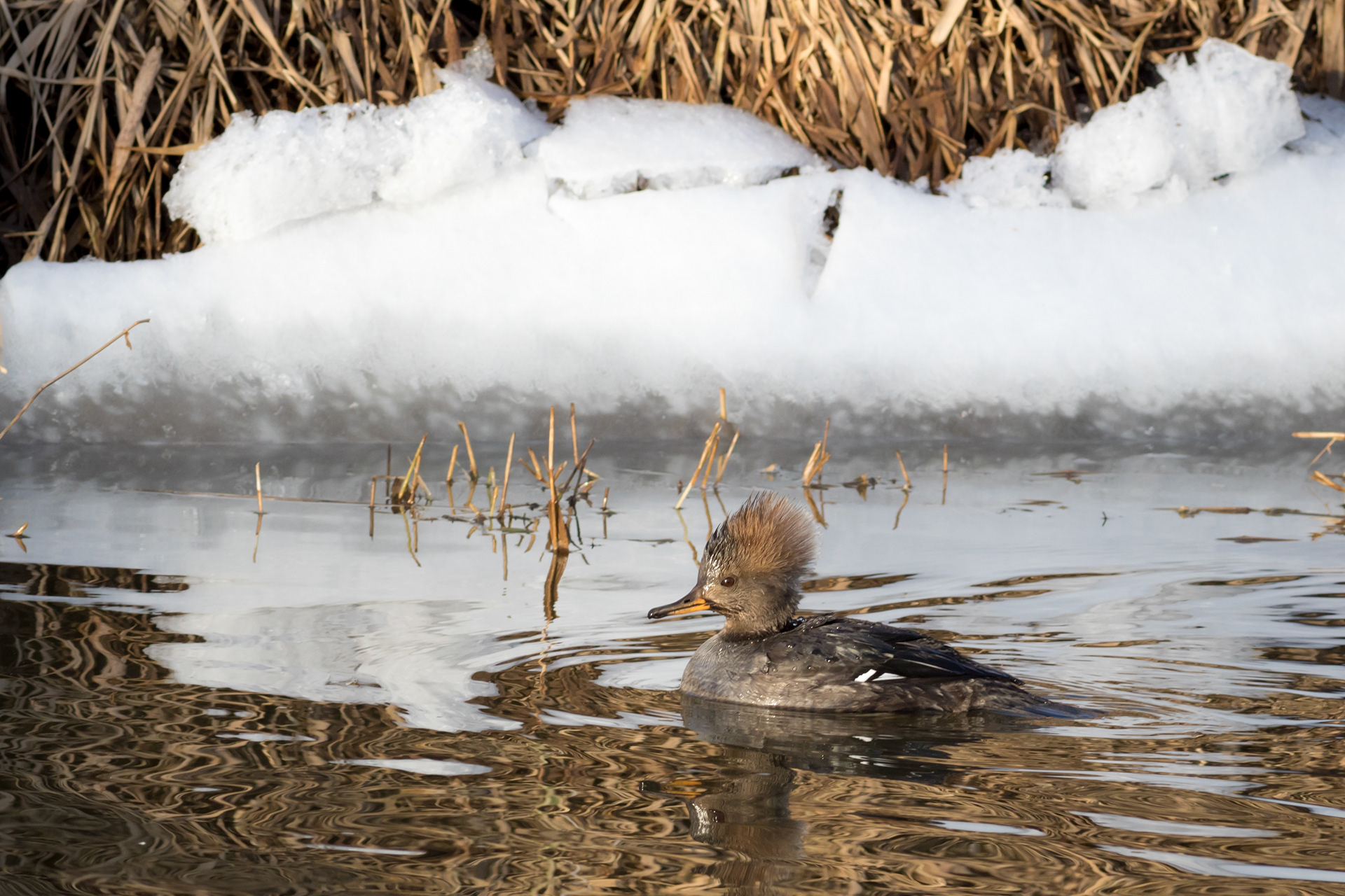 Hooded Merganser - female - BC