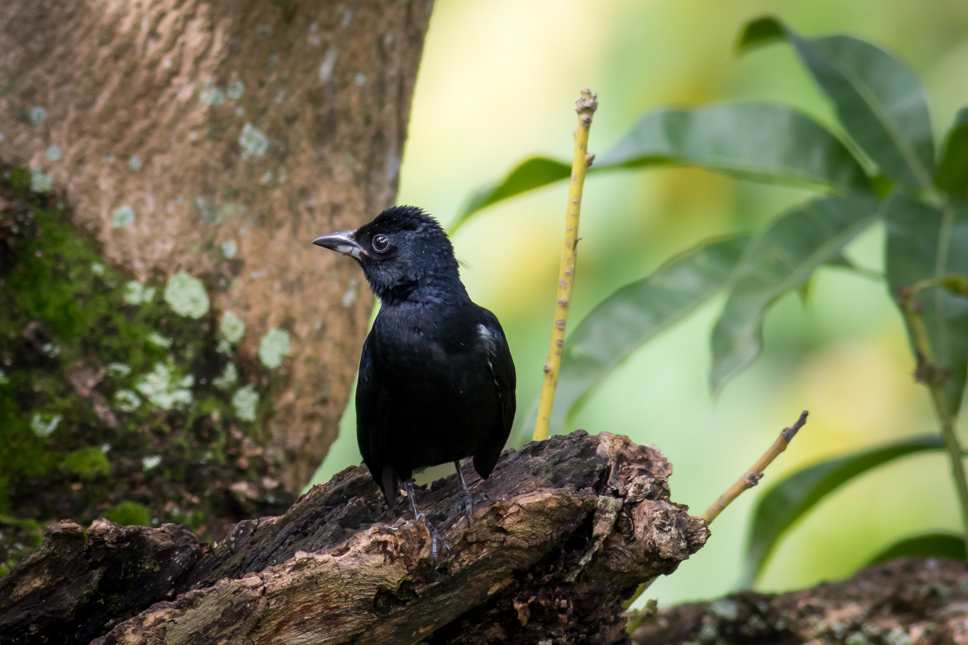 White-lined Tanager - male
