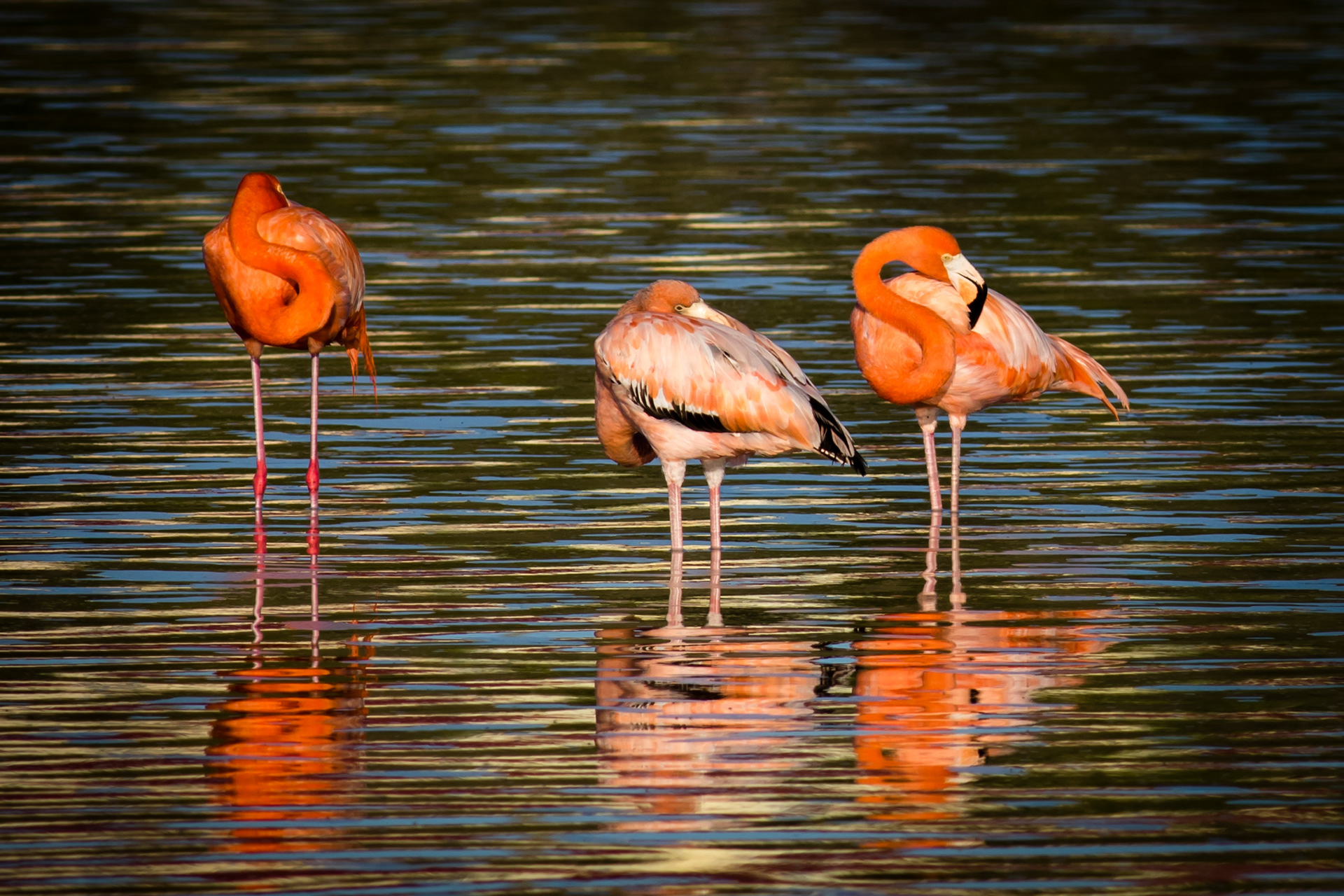 American Flamingo - Grand Turk