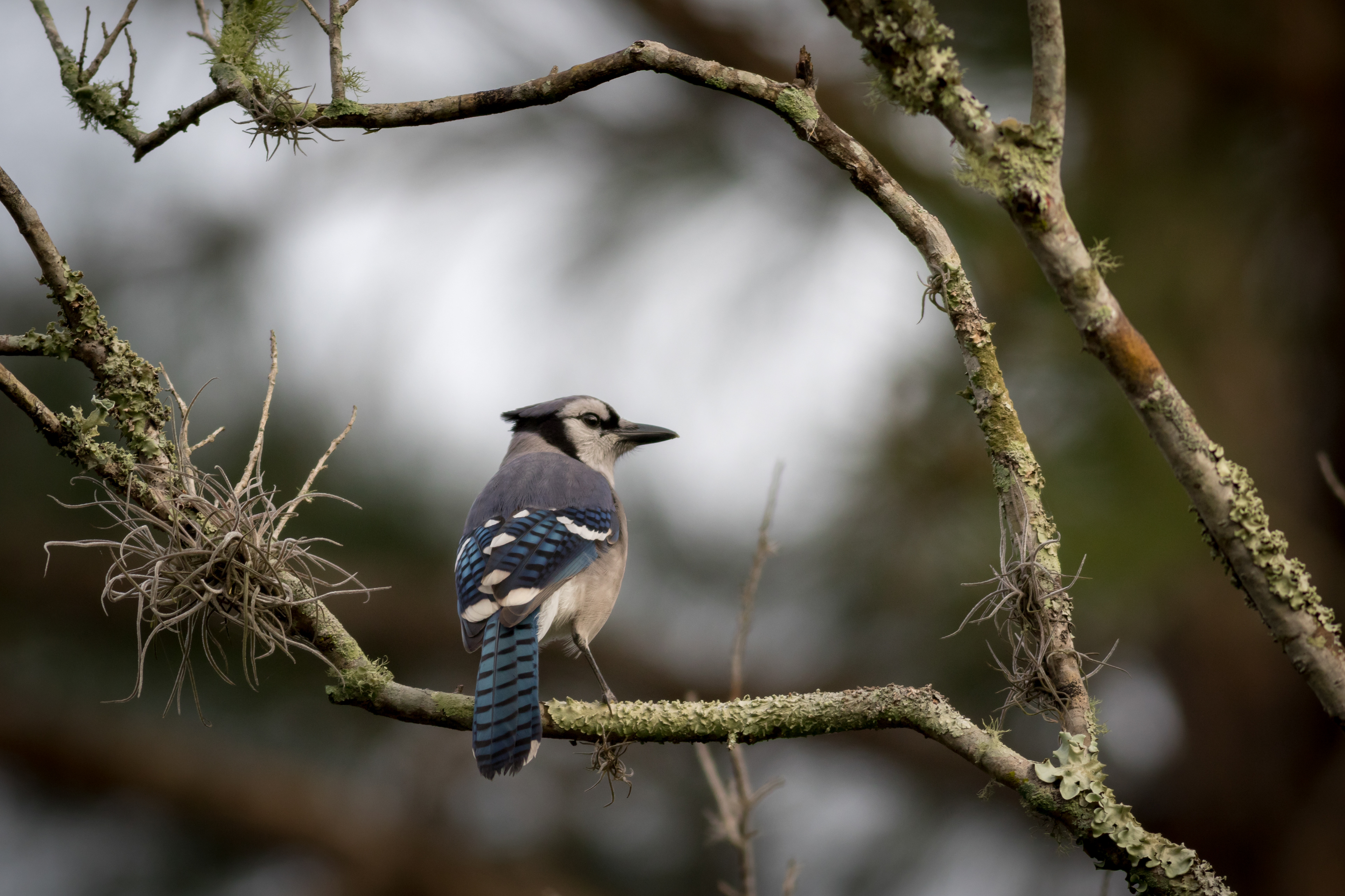 Blue Jay - Florida