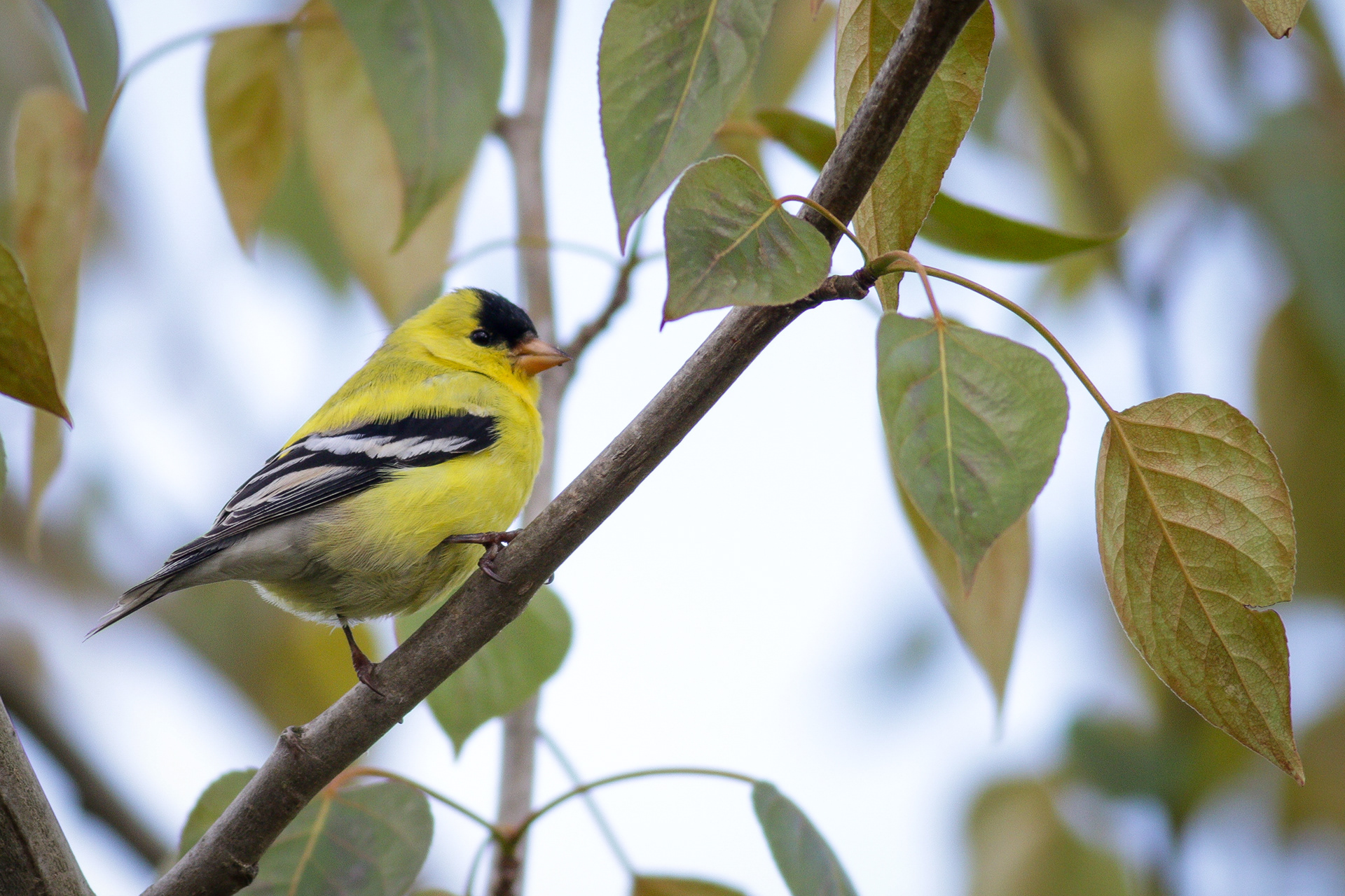 American Goldfinch, male