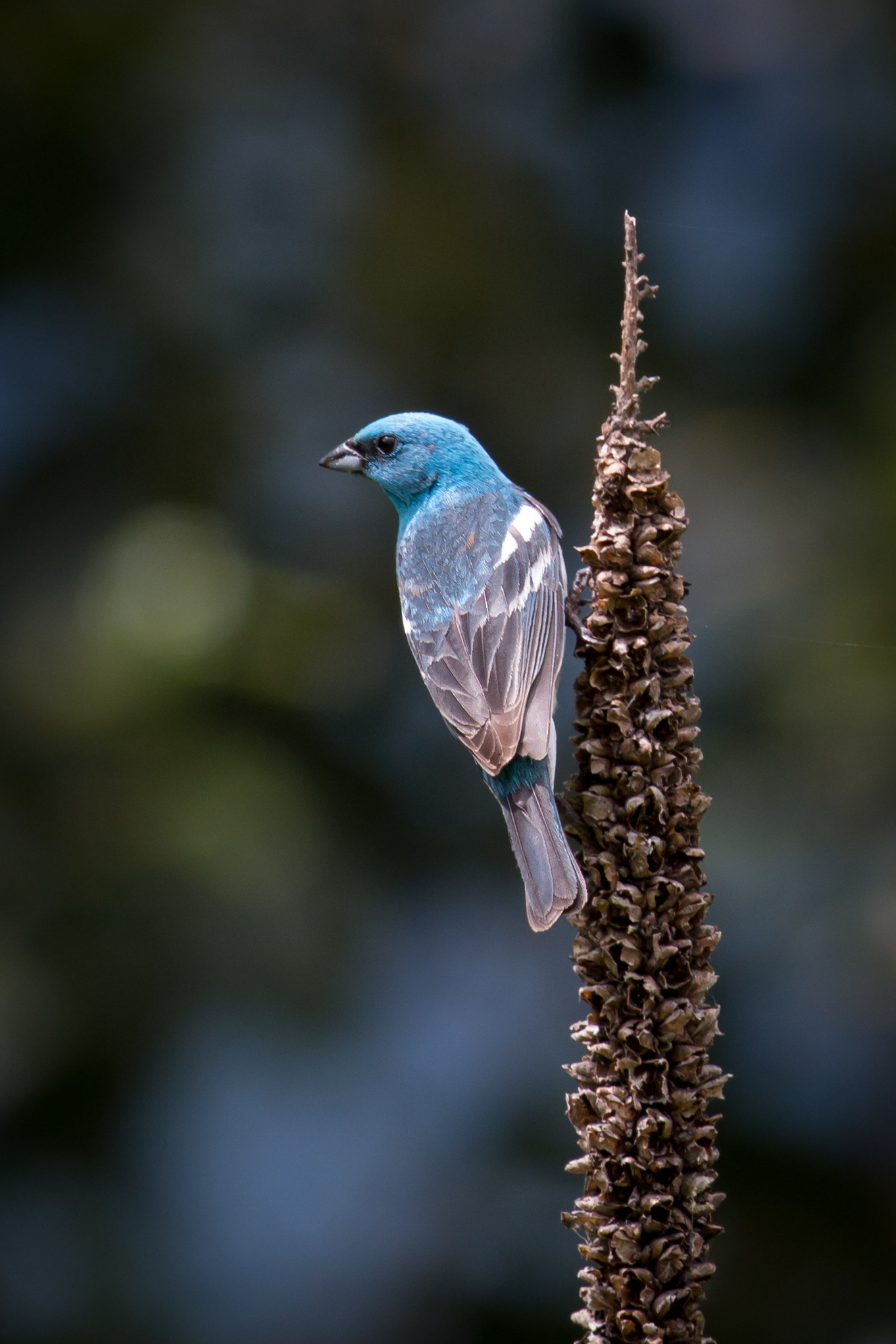 Lazuli Bunting - male - BC