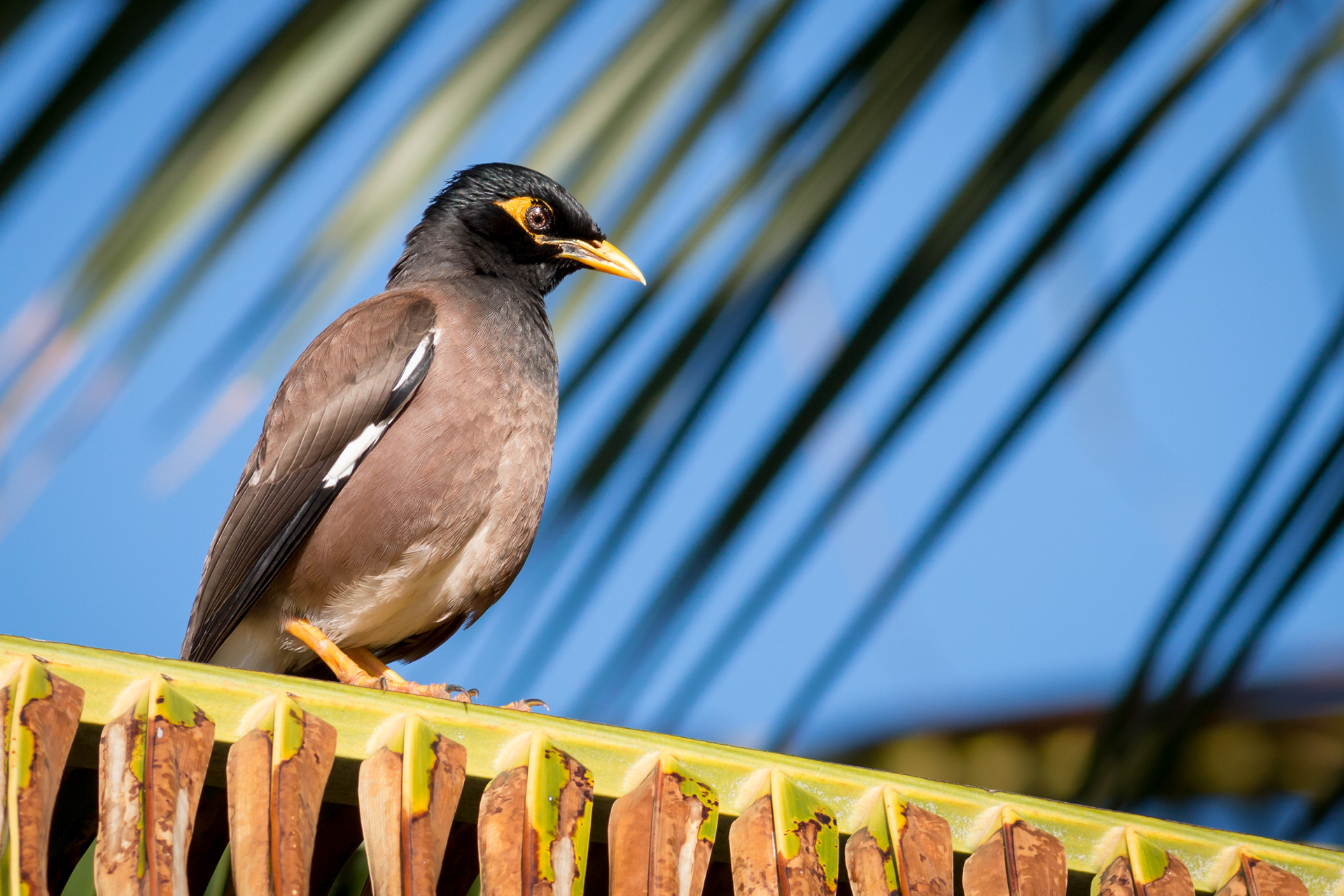 Common Myna