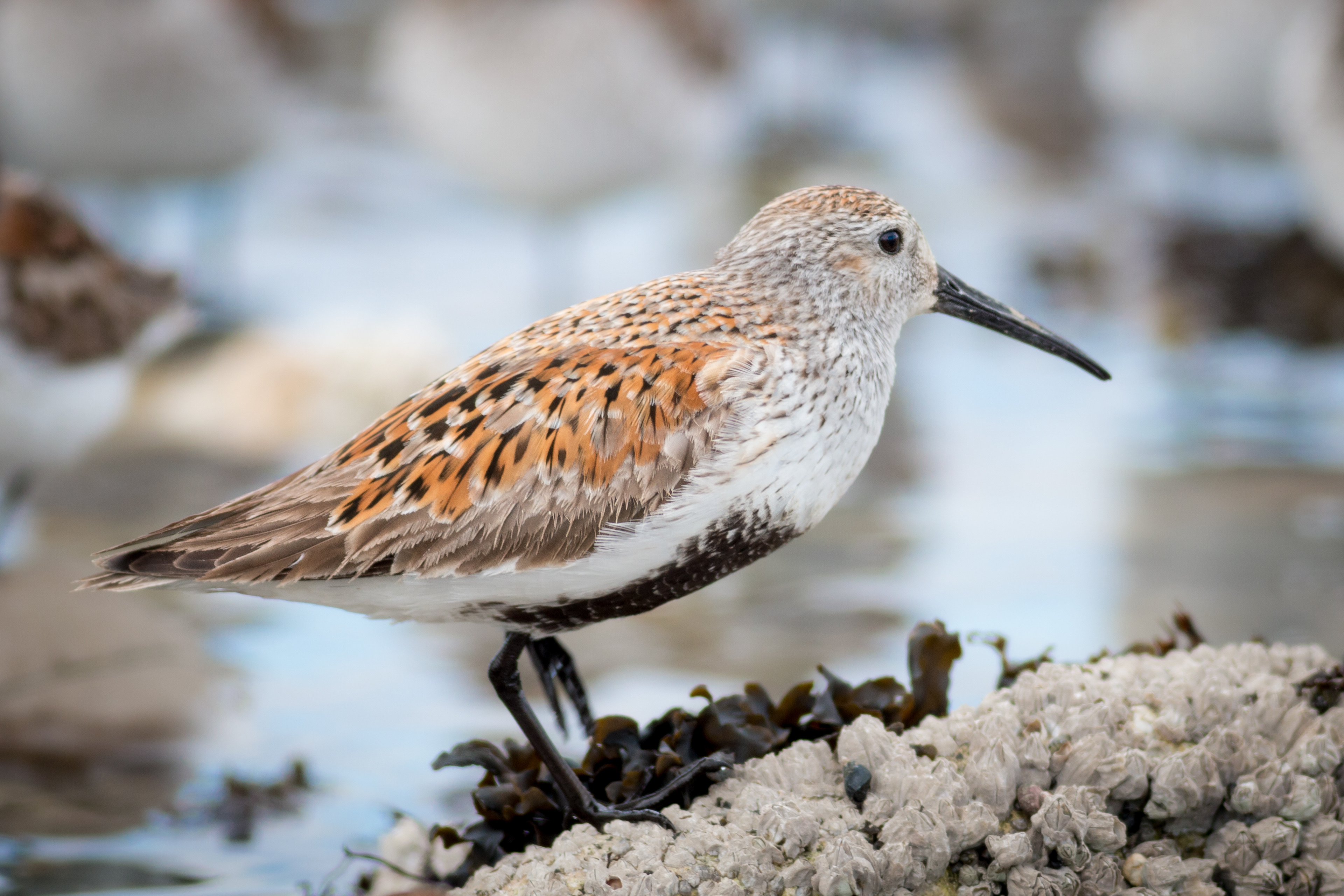 Dunlin - BC