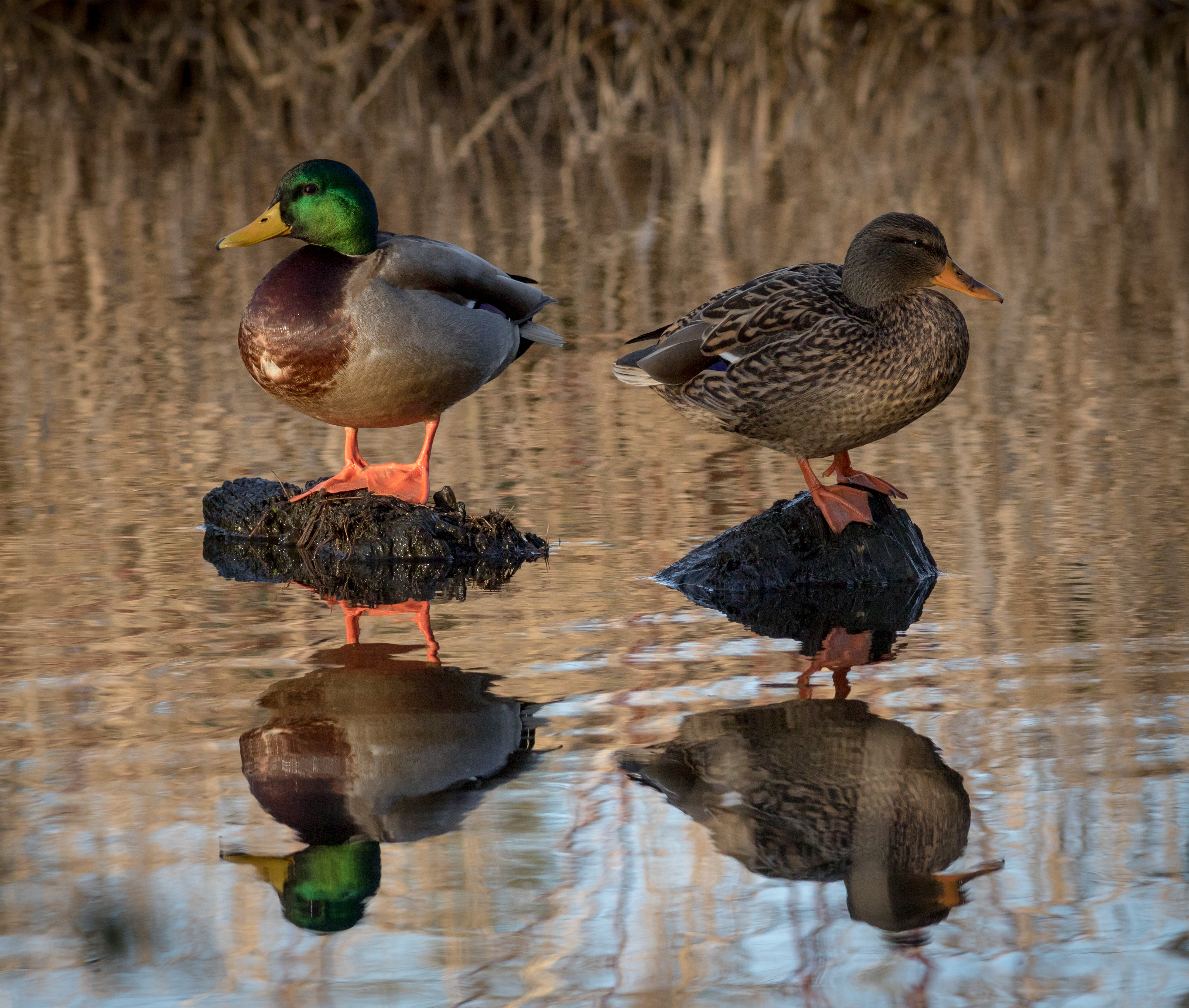 Mallard - male, female - BC