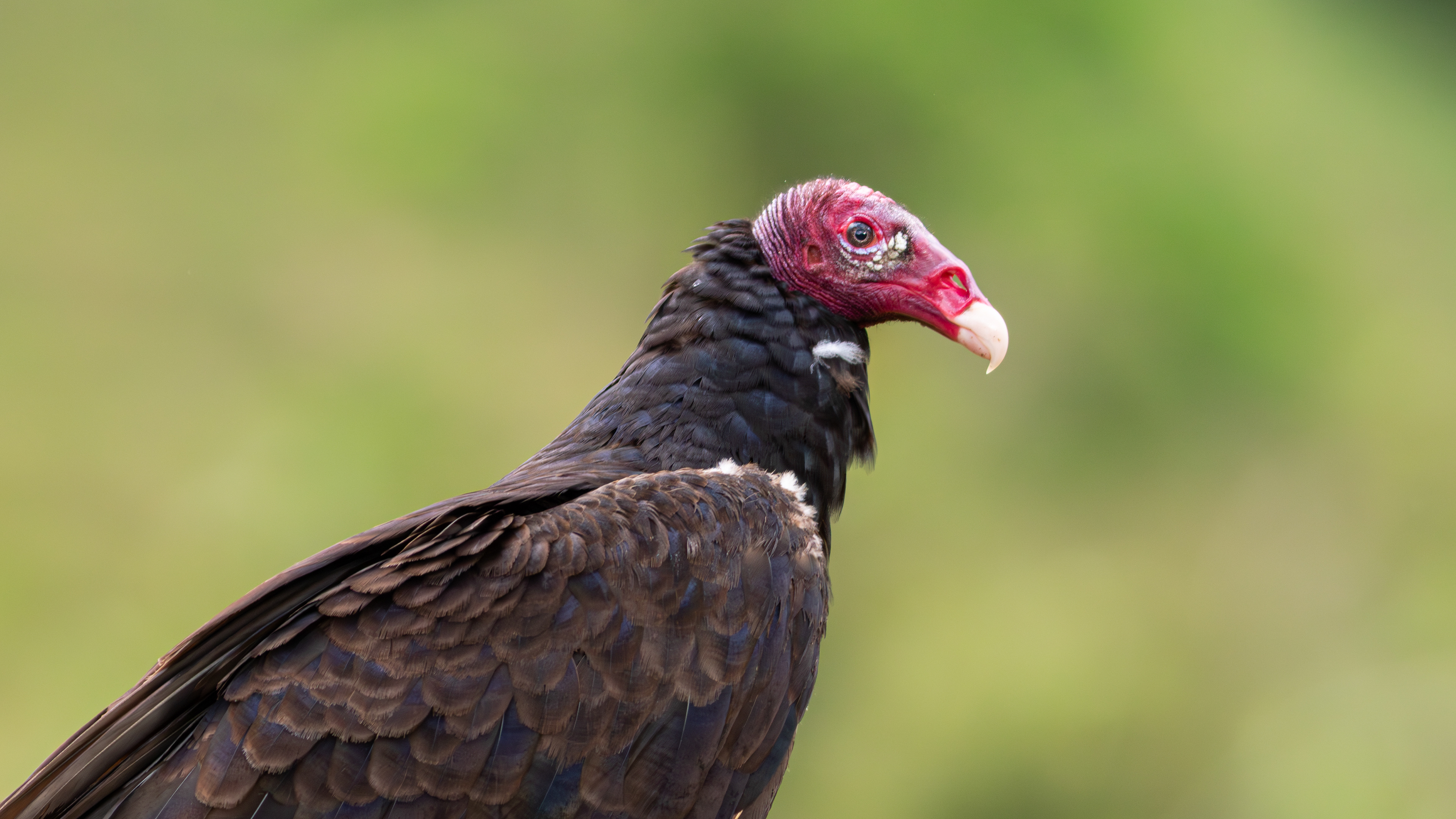 Turkey Vulture - Aranal Observatory