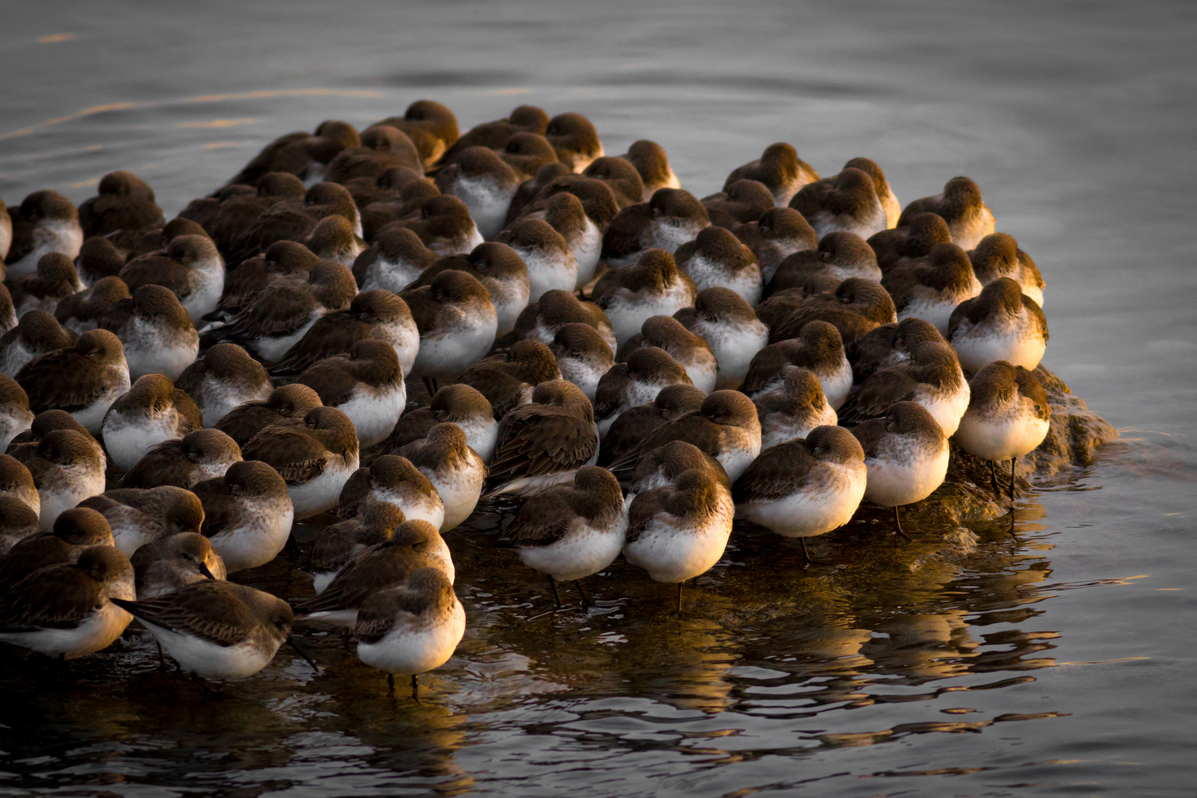 Dunlin - BC