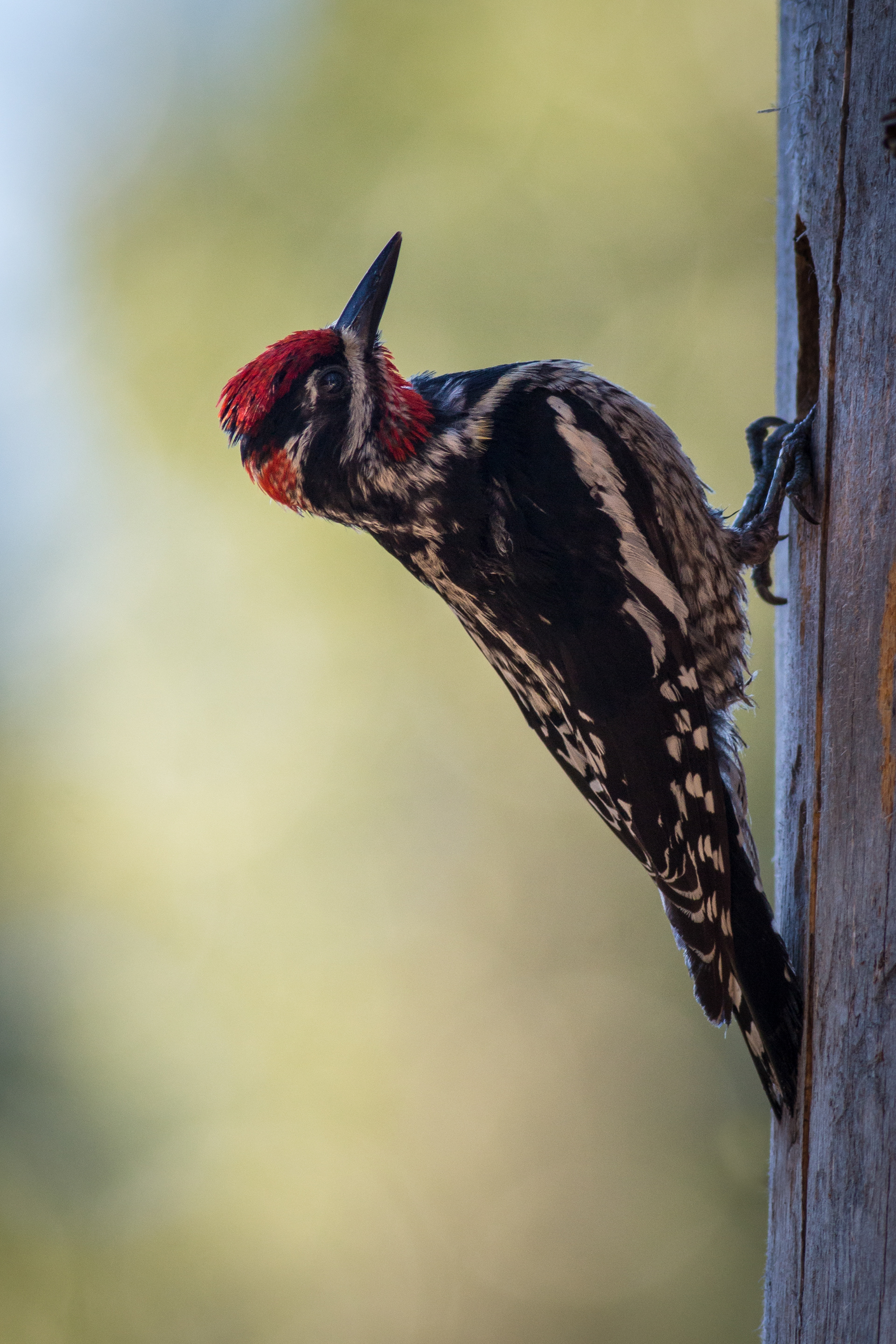 Red-naped Sapsucker - BC