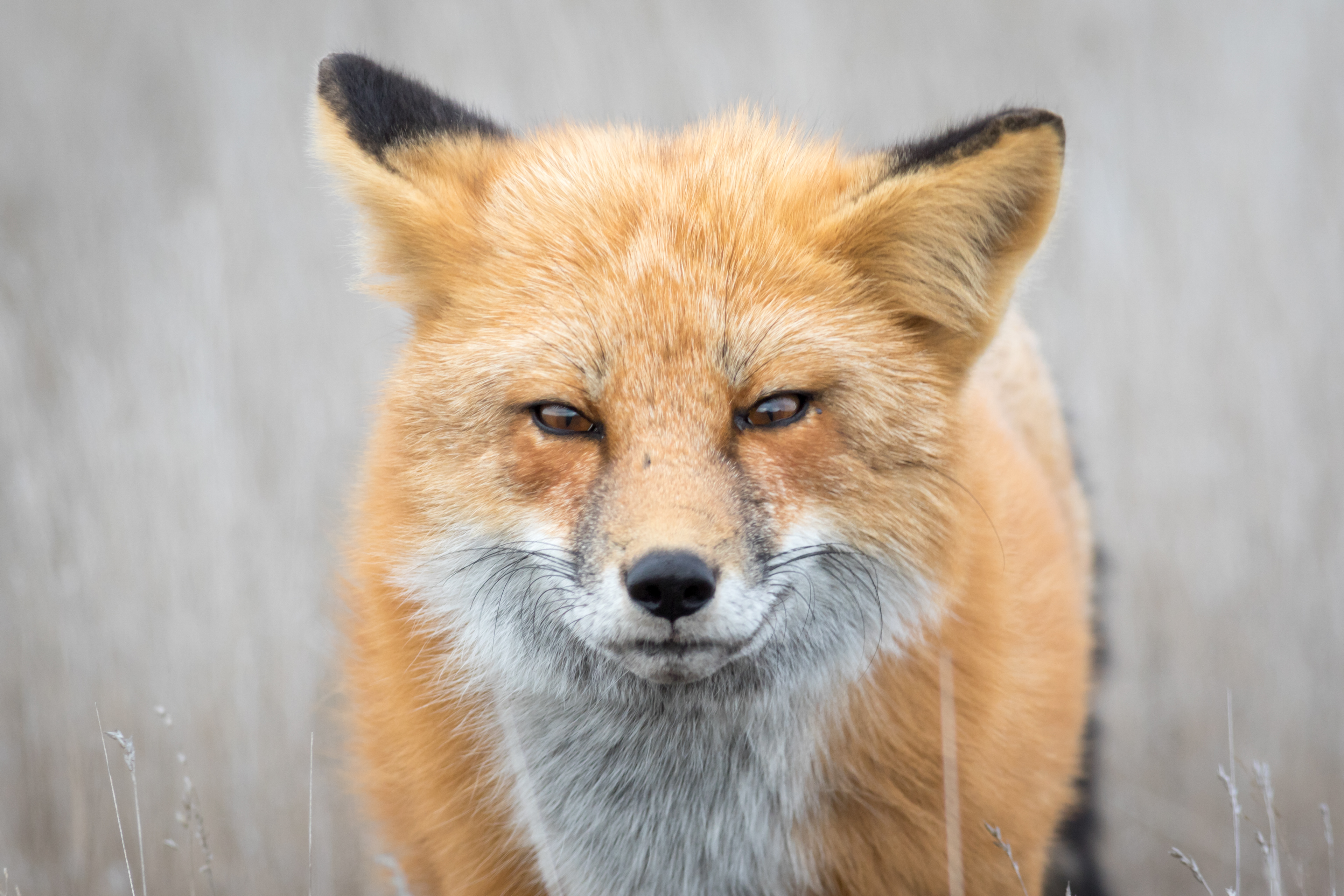 Red Fox - Washington