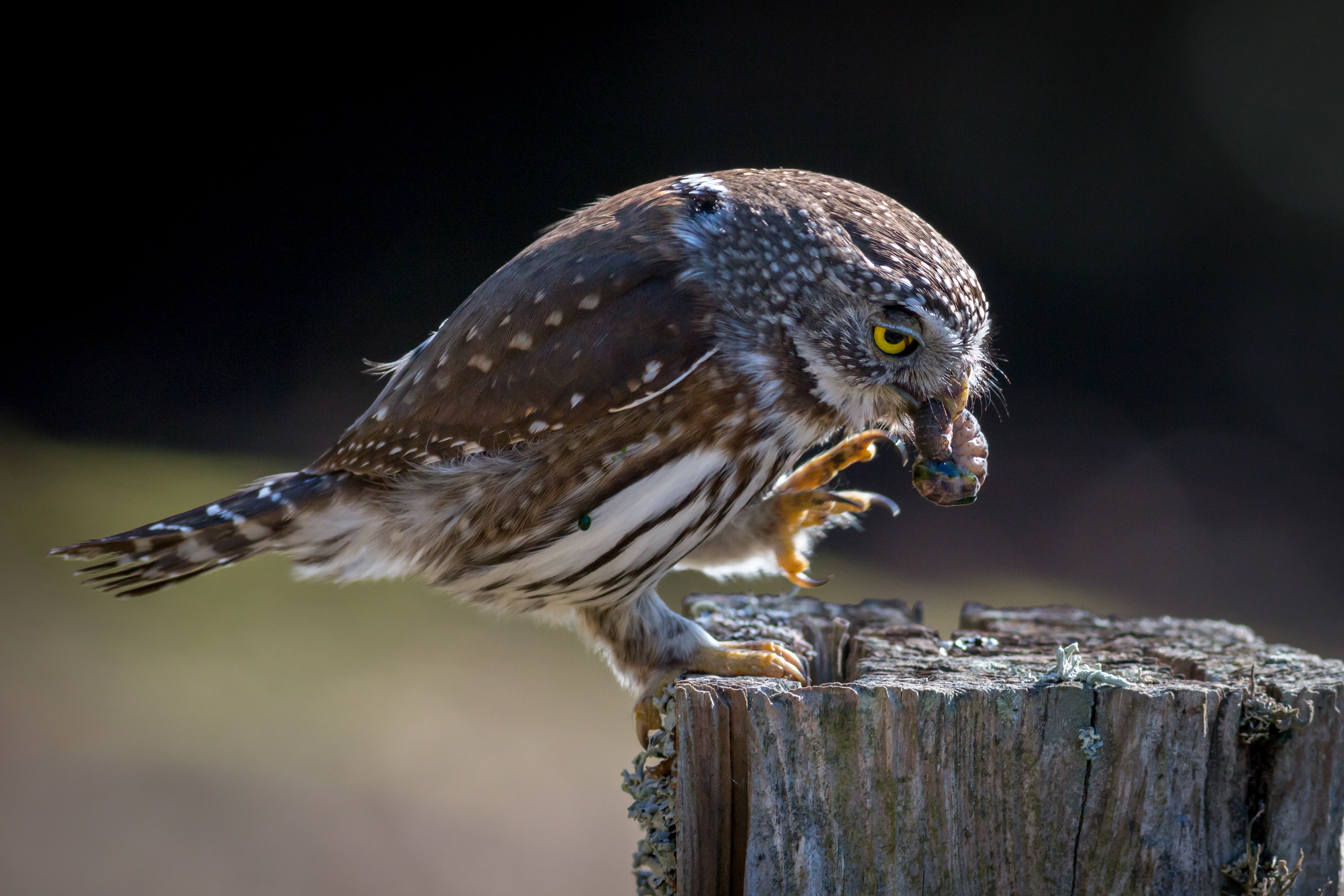 Northern Pygmy Owl - BC