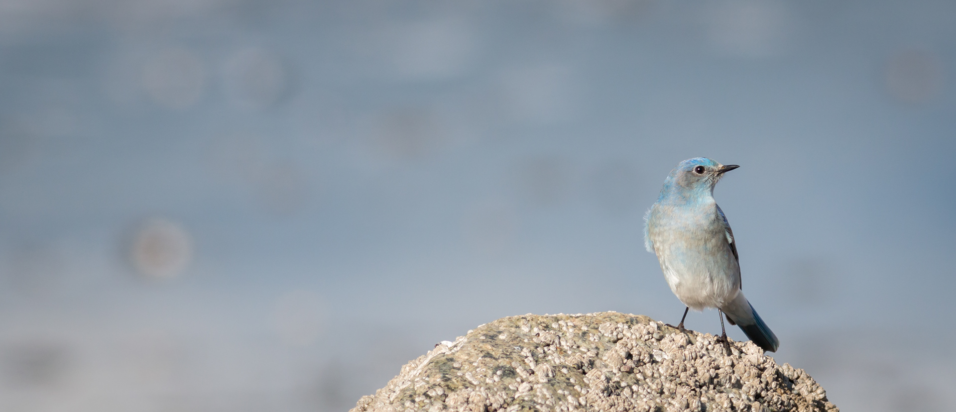 Mountain Bluebird - male - BC