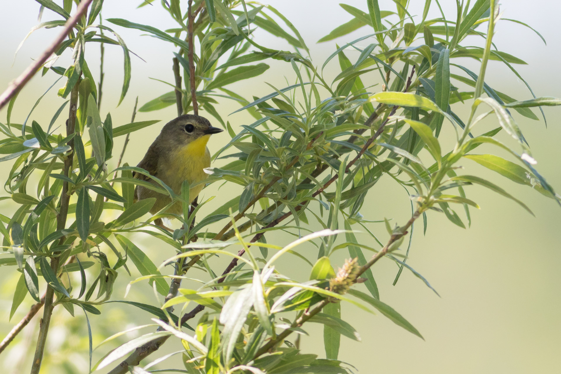 Common Yellowthroat, female - New Brunswick